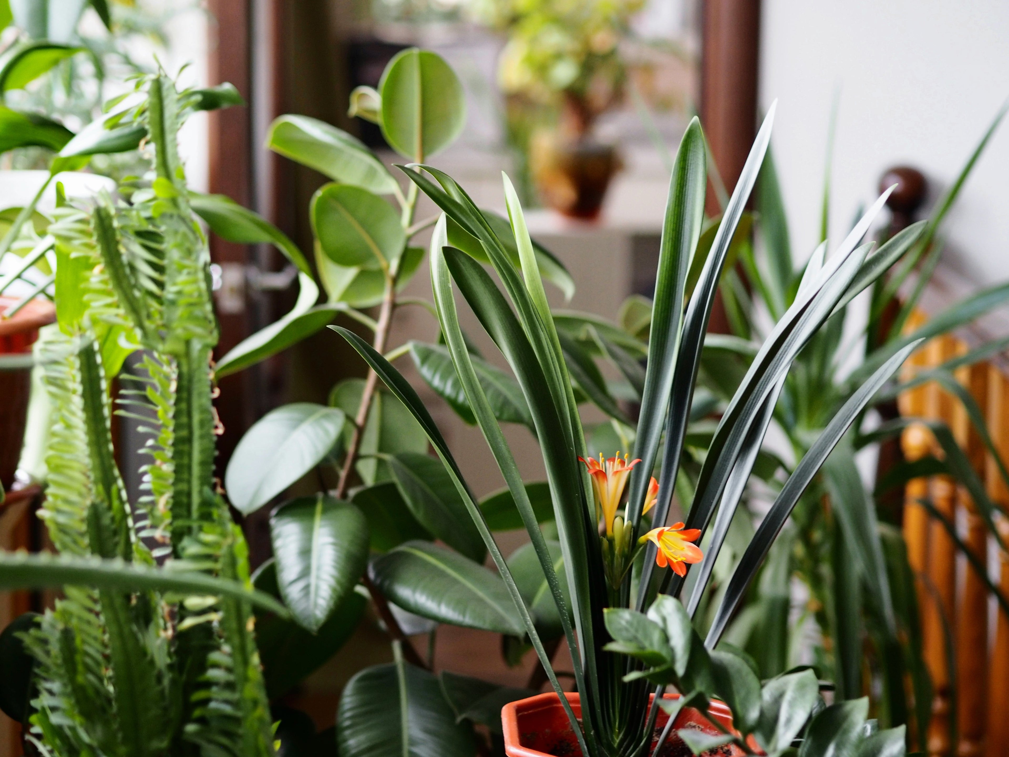 Starter Plants
