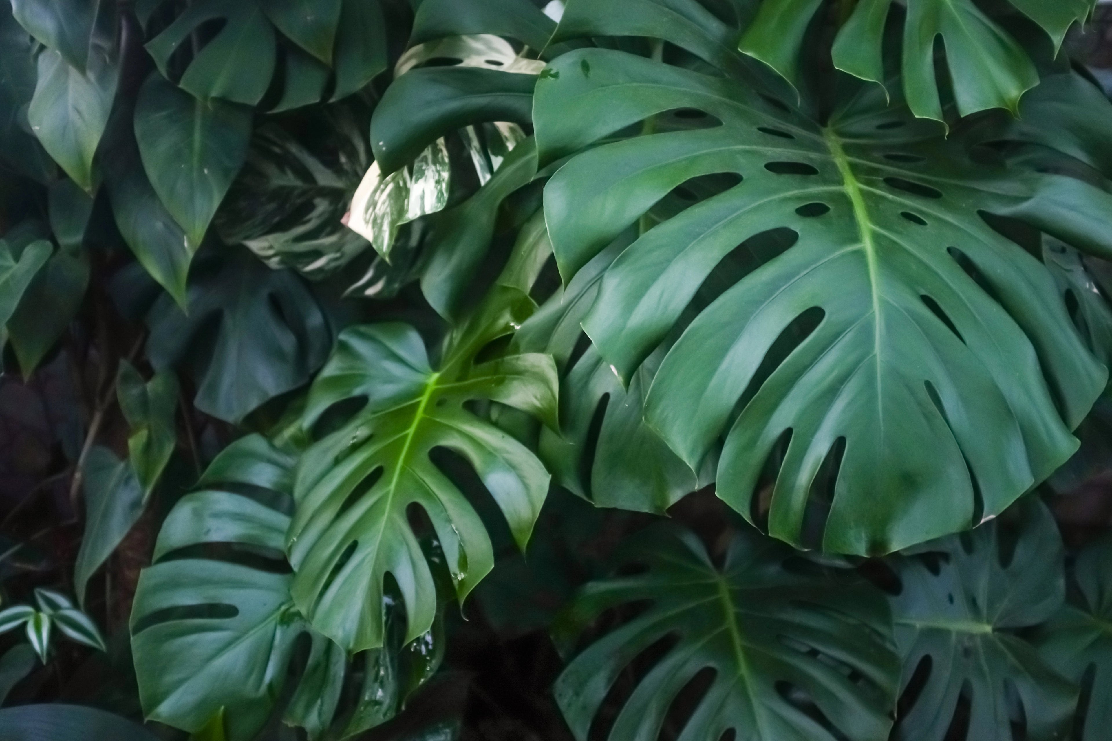 Monstera