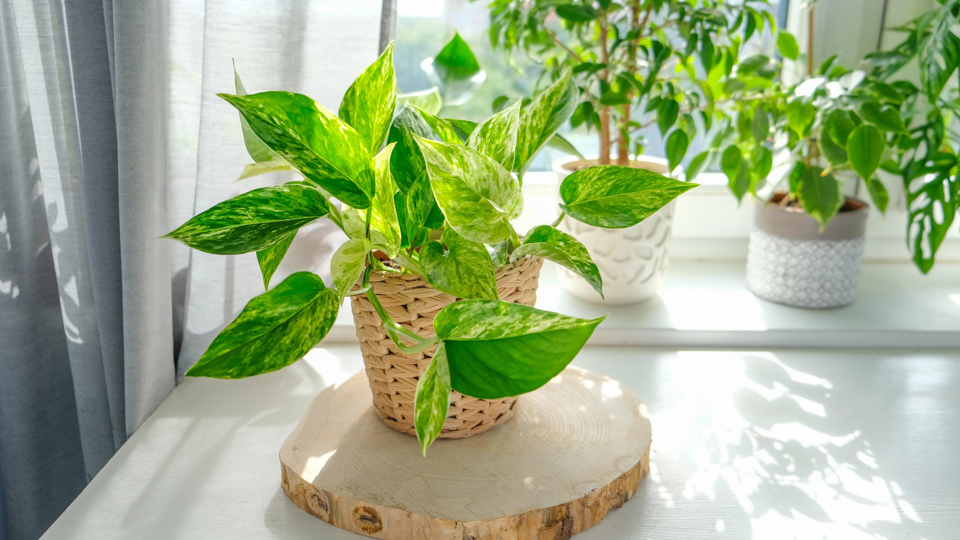 Beginner-Friendly Plants