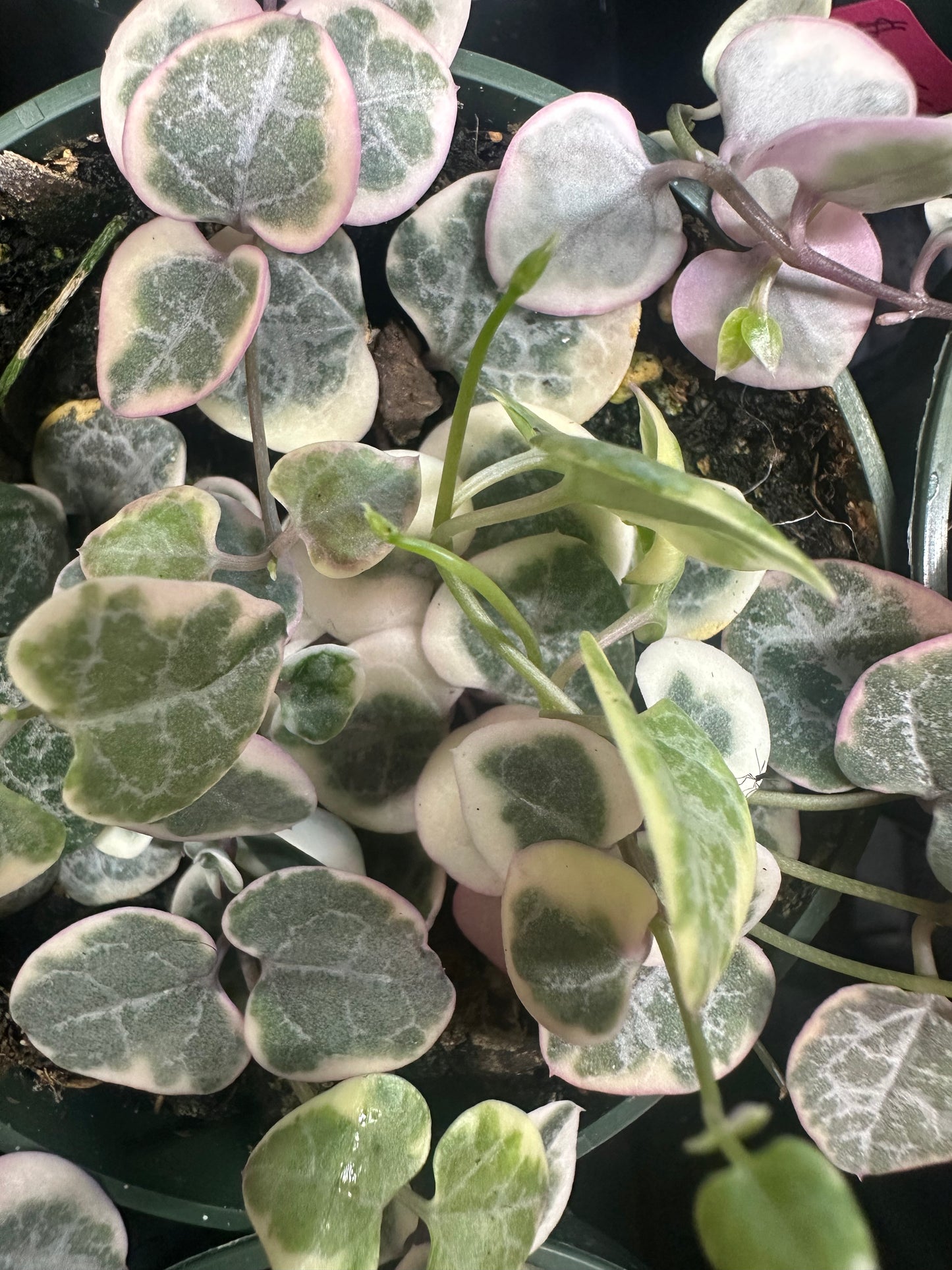 String of Hearts