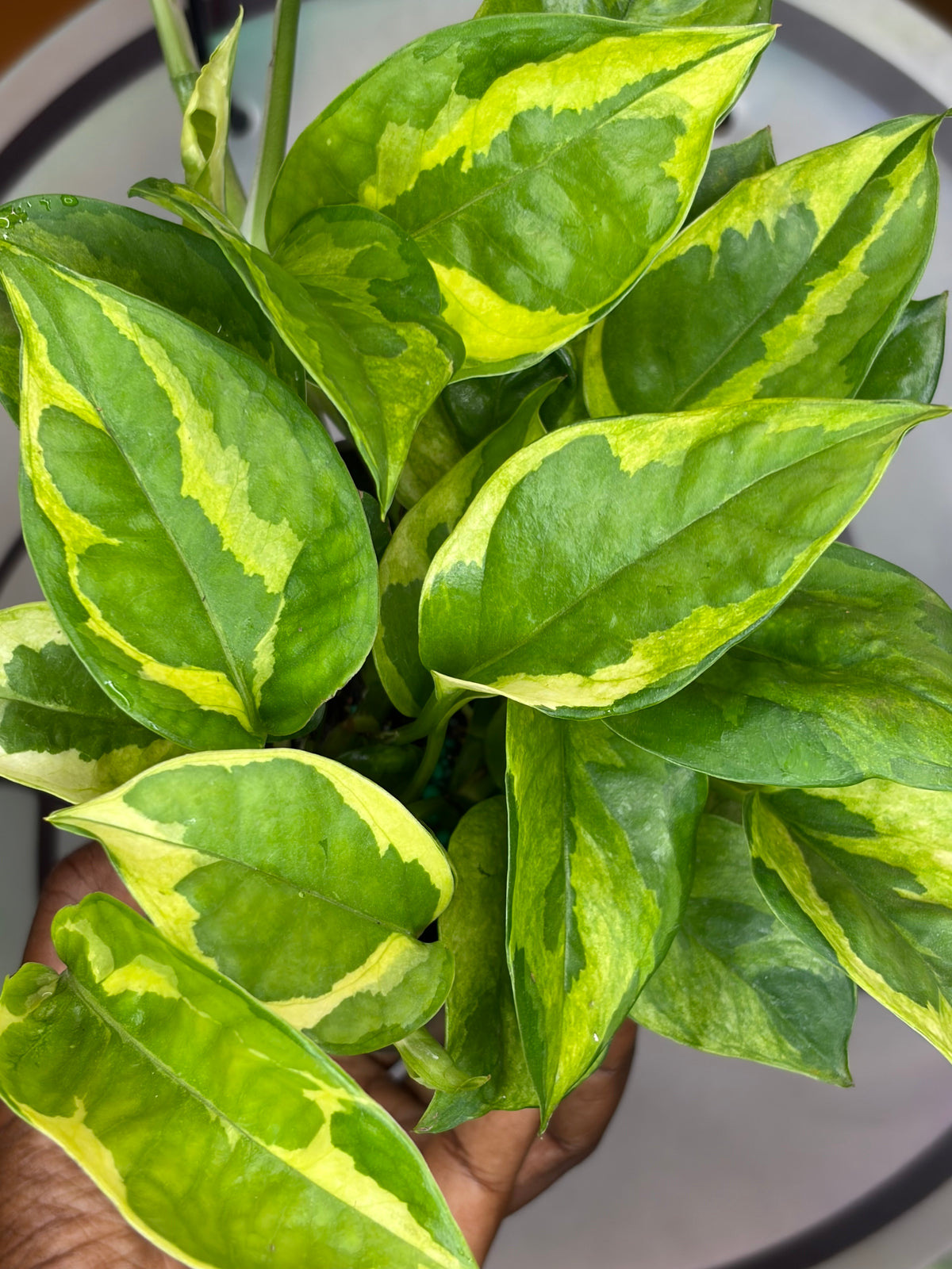 Pothos Lizard Queen