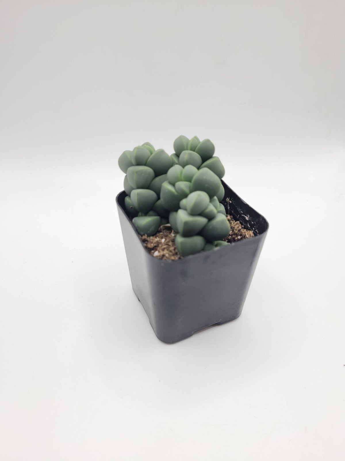 #110 Corpuscularia Lehmannii 2"