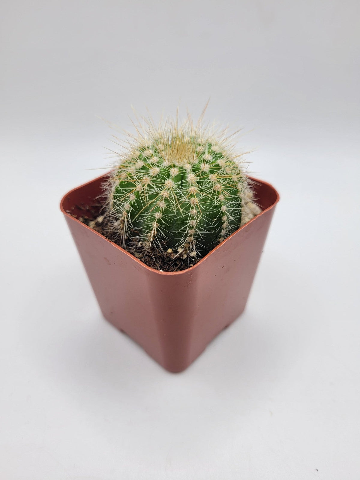 #12C Balloon Cactus 2"