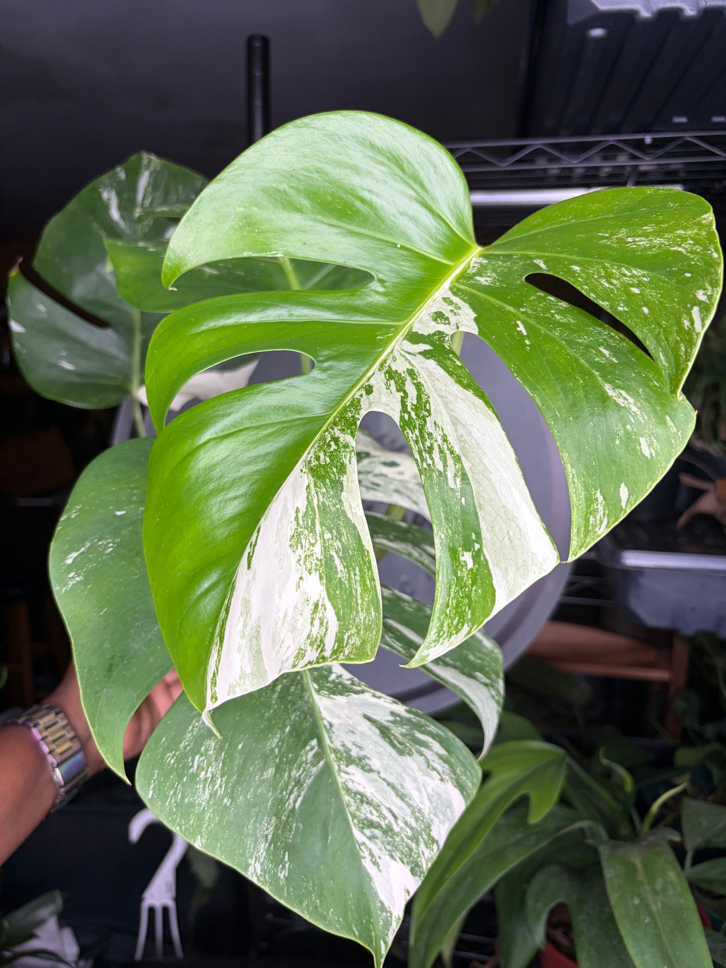 Monstera Albo