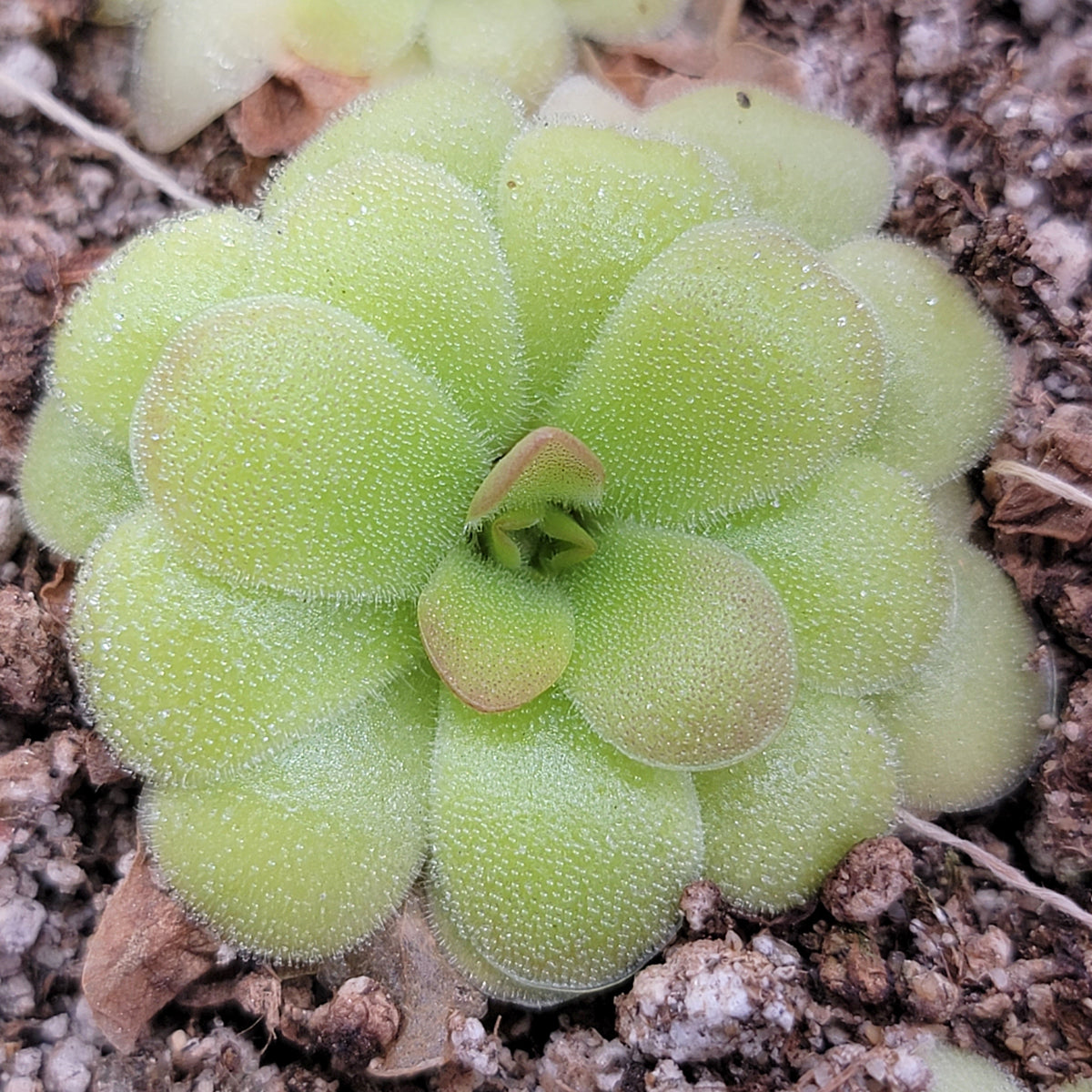 Pinguicula laxifolia x 'Huahuapan'