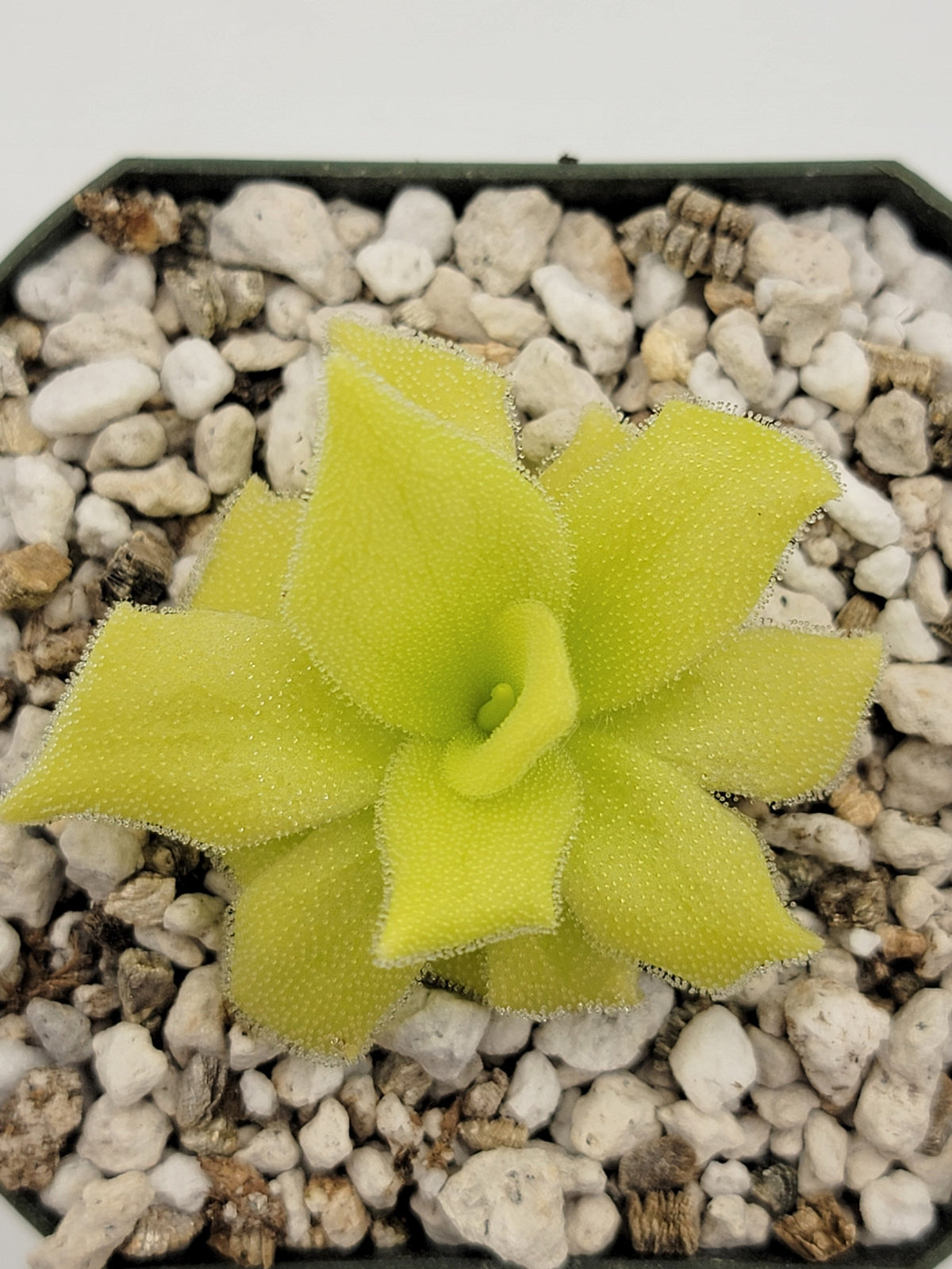 Pinguicula colimensis