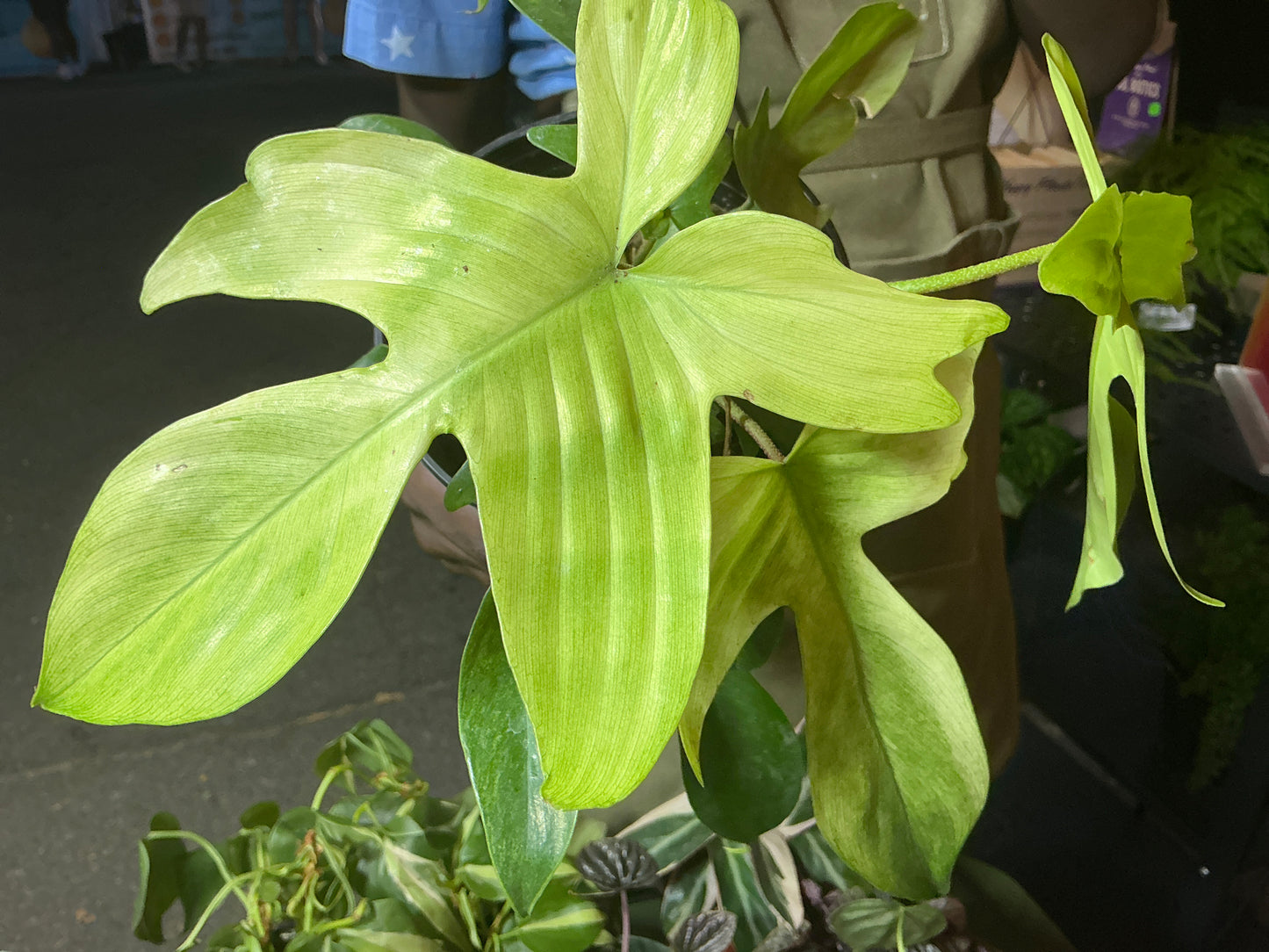 Philodendron Florida Ghost
