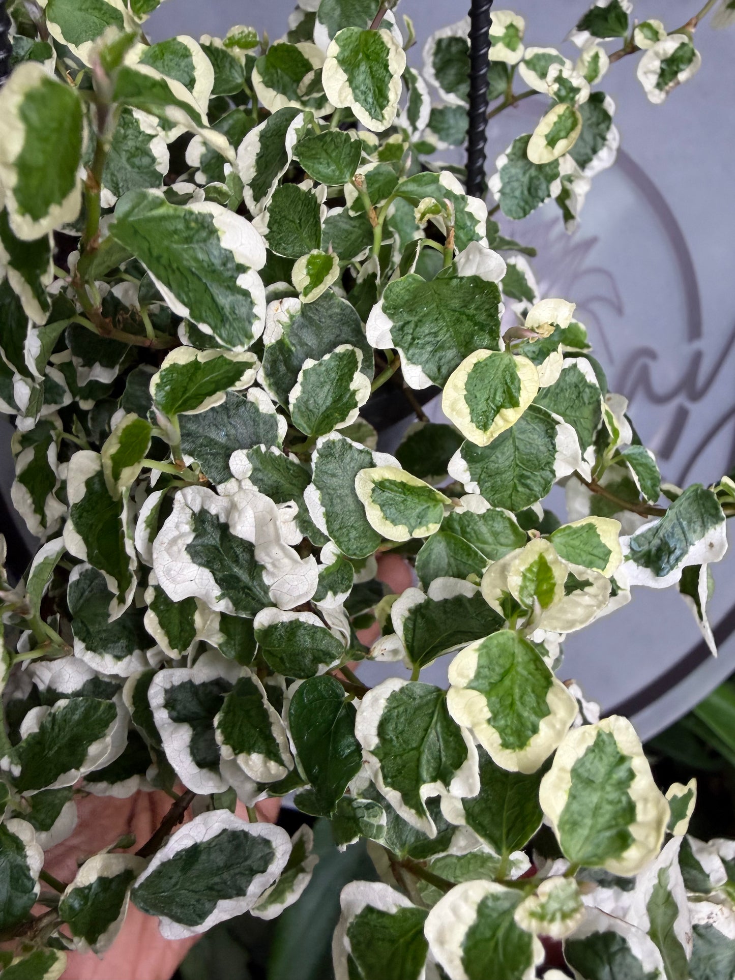 Ficus Repens - Creeping Fig Variegated