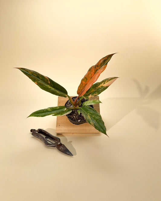 Philodendron Caramel Marble 'Heatwave' Variegated