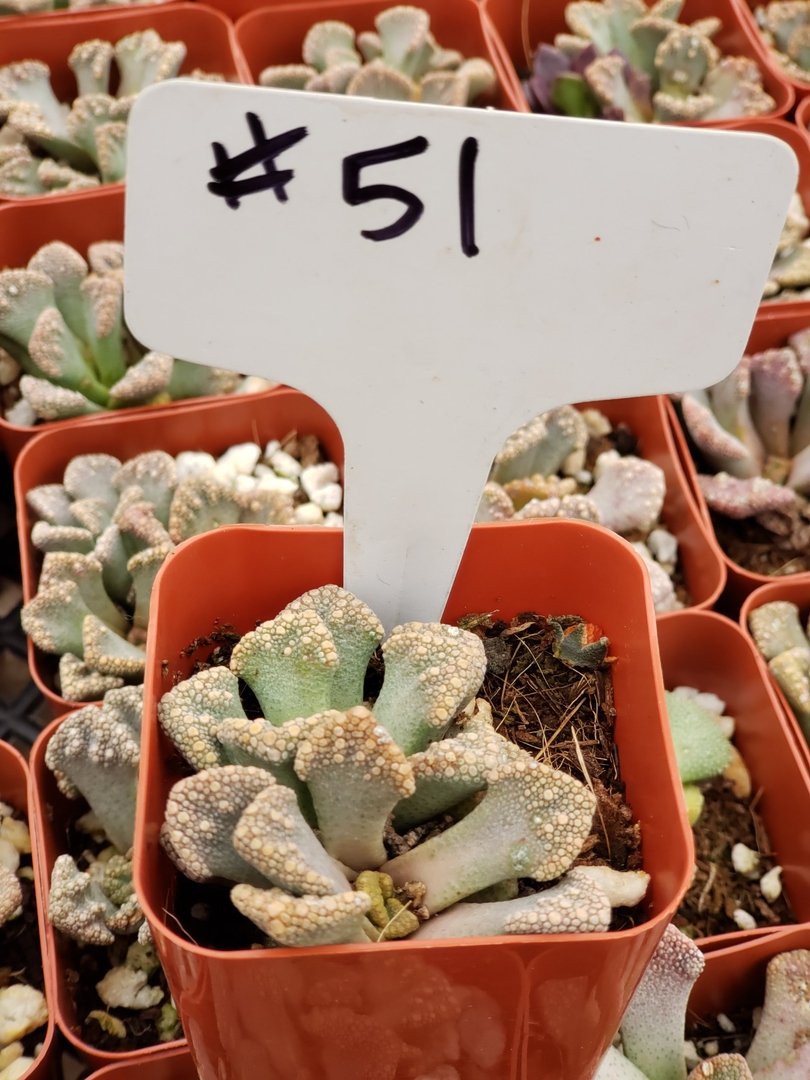 #51 Titanopsis calcera