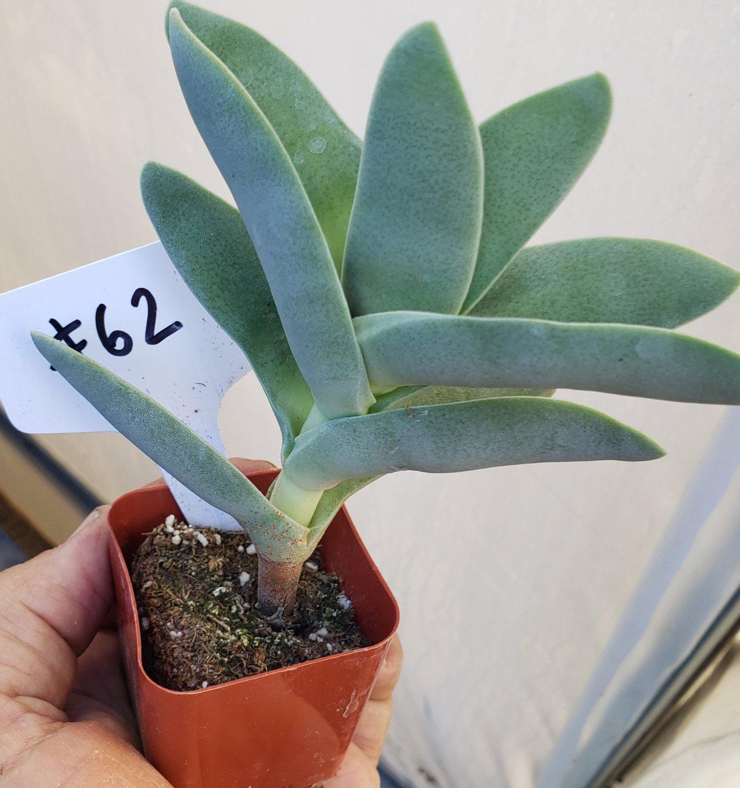#62 Crassula Perfoliata Falcata Propeller Plant
