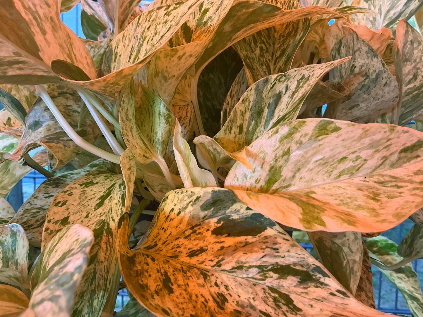 Pothos Snow/Marble Queen
