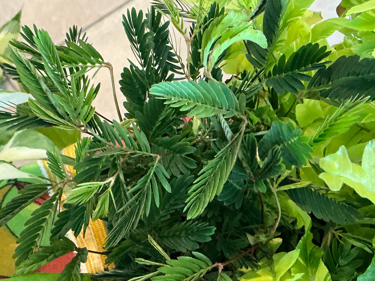 Mimosa (Sensitive Plant) — 3.5 in pot