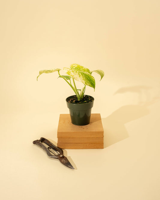 Monstera 'Mint'