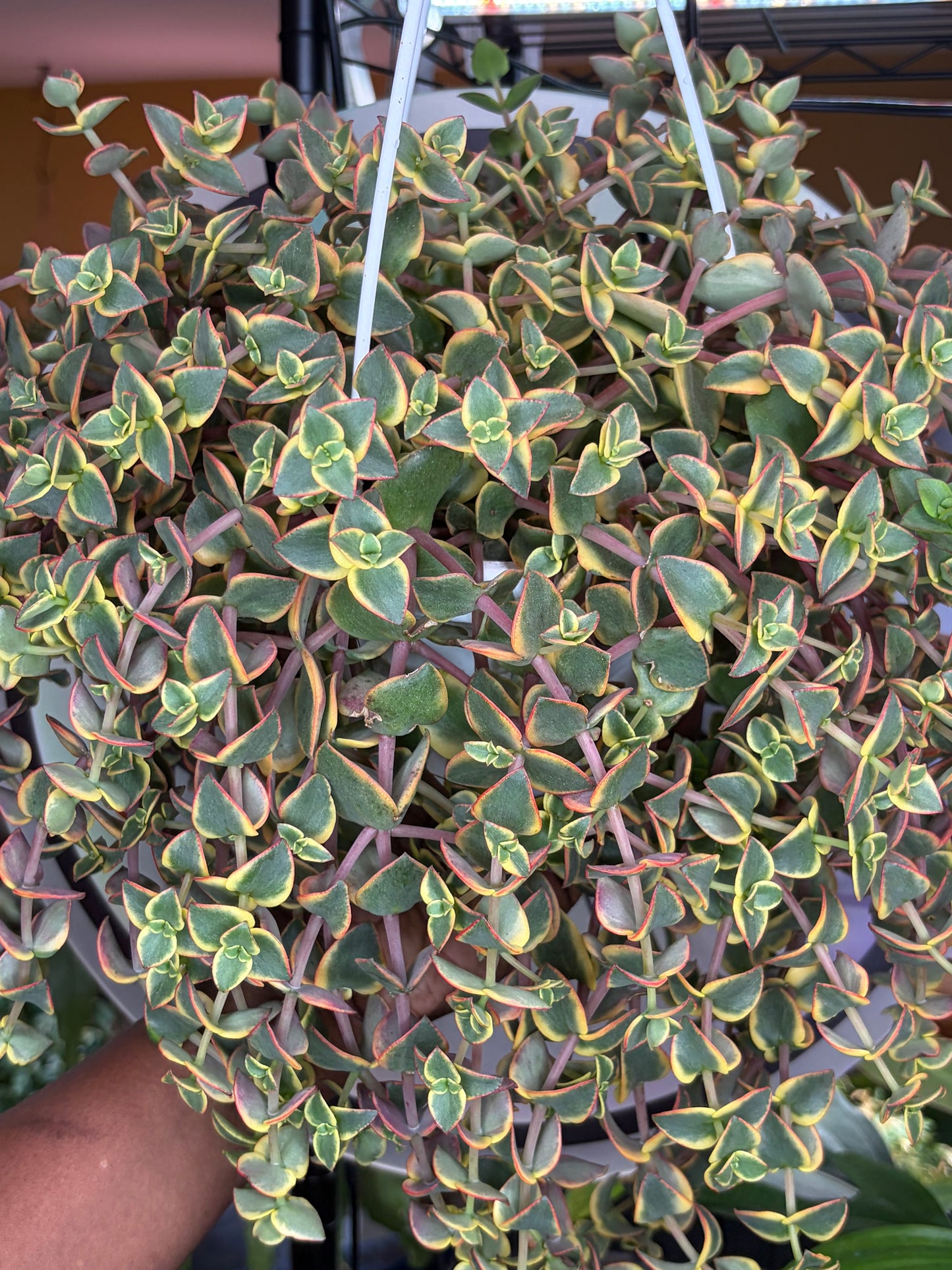 Crassula Calico Kitten