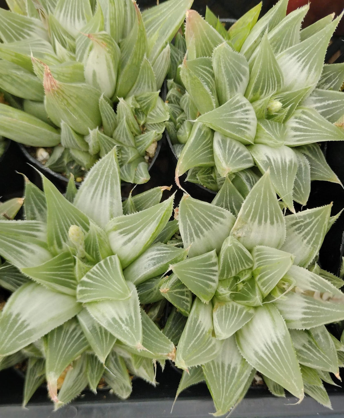 #98 Haworthia