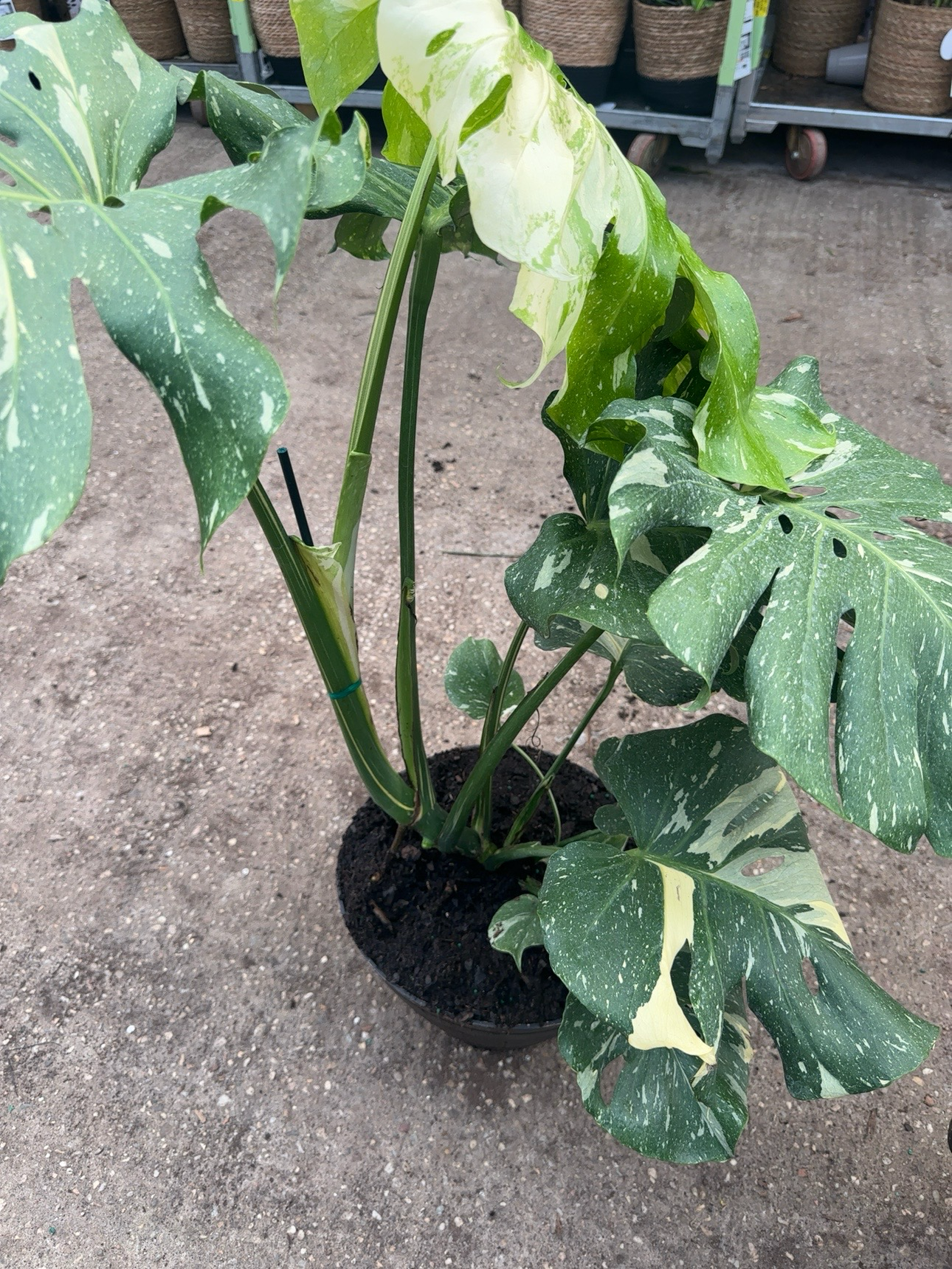 Monstera Thai Constellation (Mature)