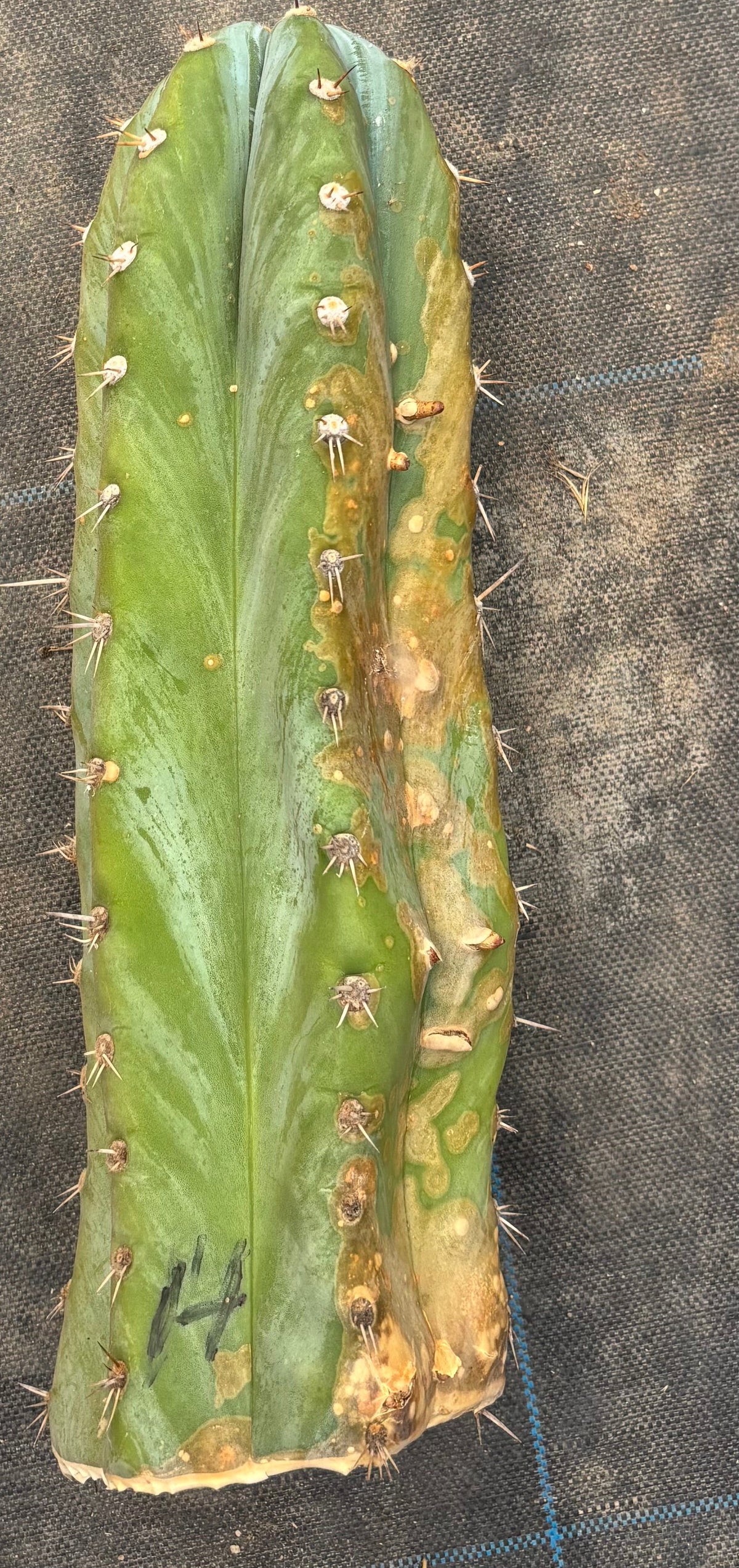 #EC20 EXACT TLC Special Trichocereus Peruvianus TSSBP Blue Peru Cactus Cuttings