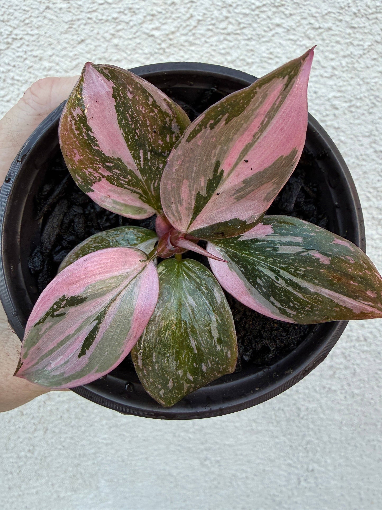 Marble Pink Princess (highest variegation)