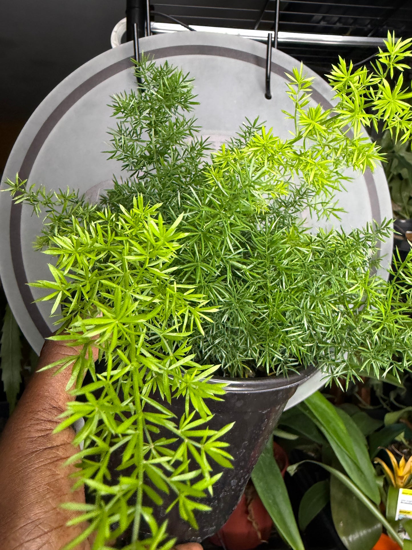 Fern Foxtail