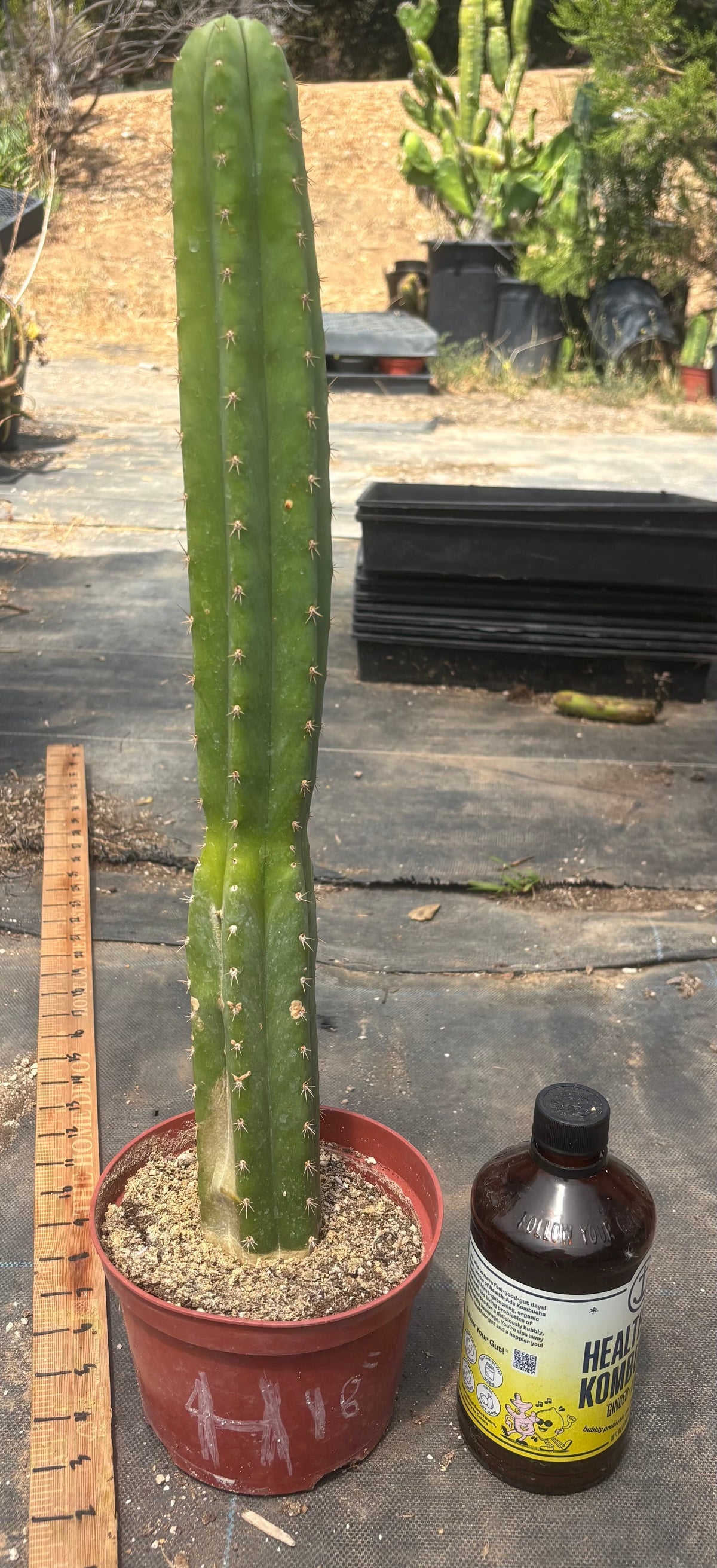 #EC13 EXACT Trichocereus Pachanoi #46 Cactus Potted & Cuttings