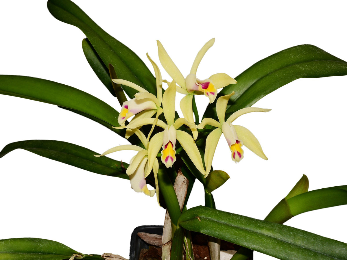Cattleya My Special Angel