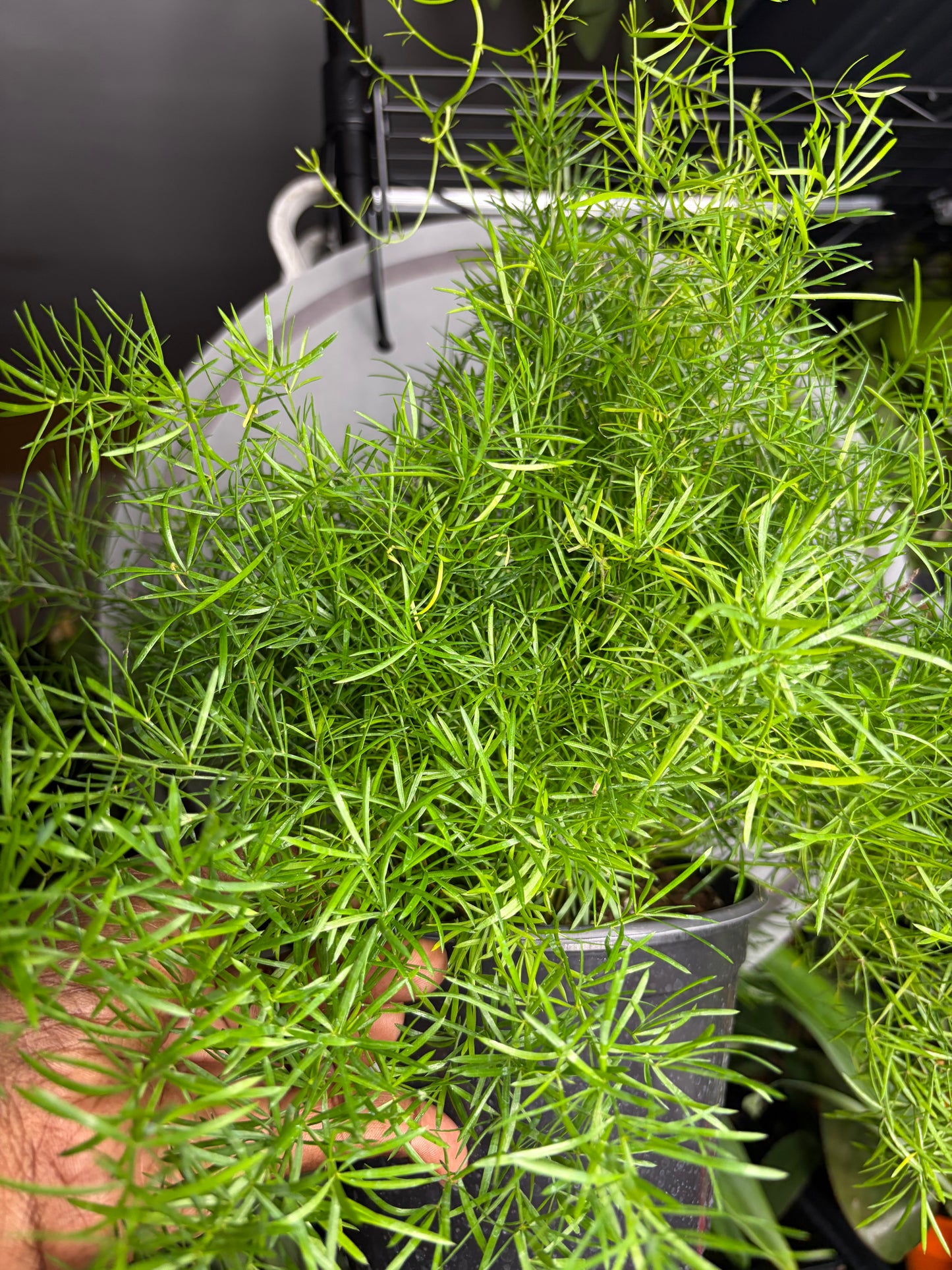 Fern Asparagus Sprengeri