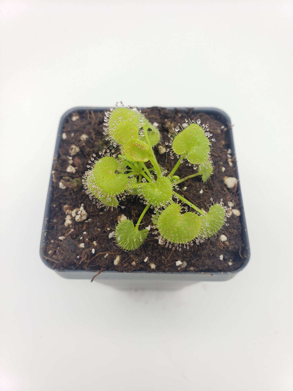 Drosera prolifera -Live carnivorous plant-
