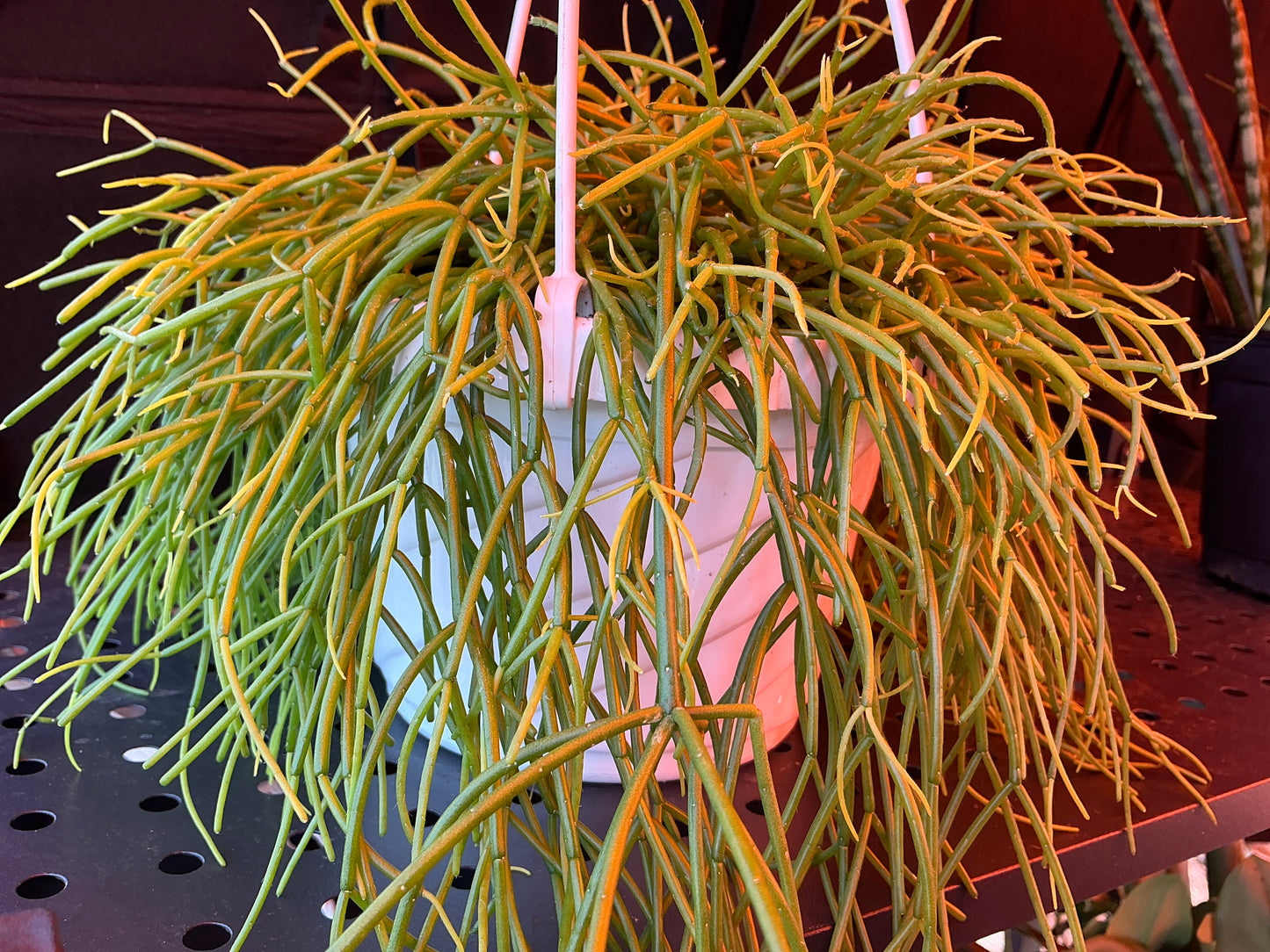 Rhipsalis Cashero