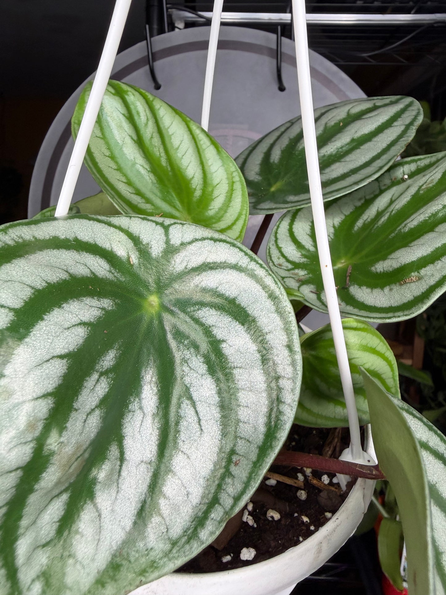 Peperomia Watermelon