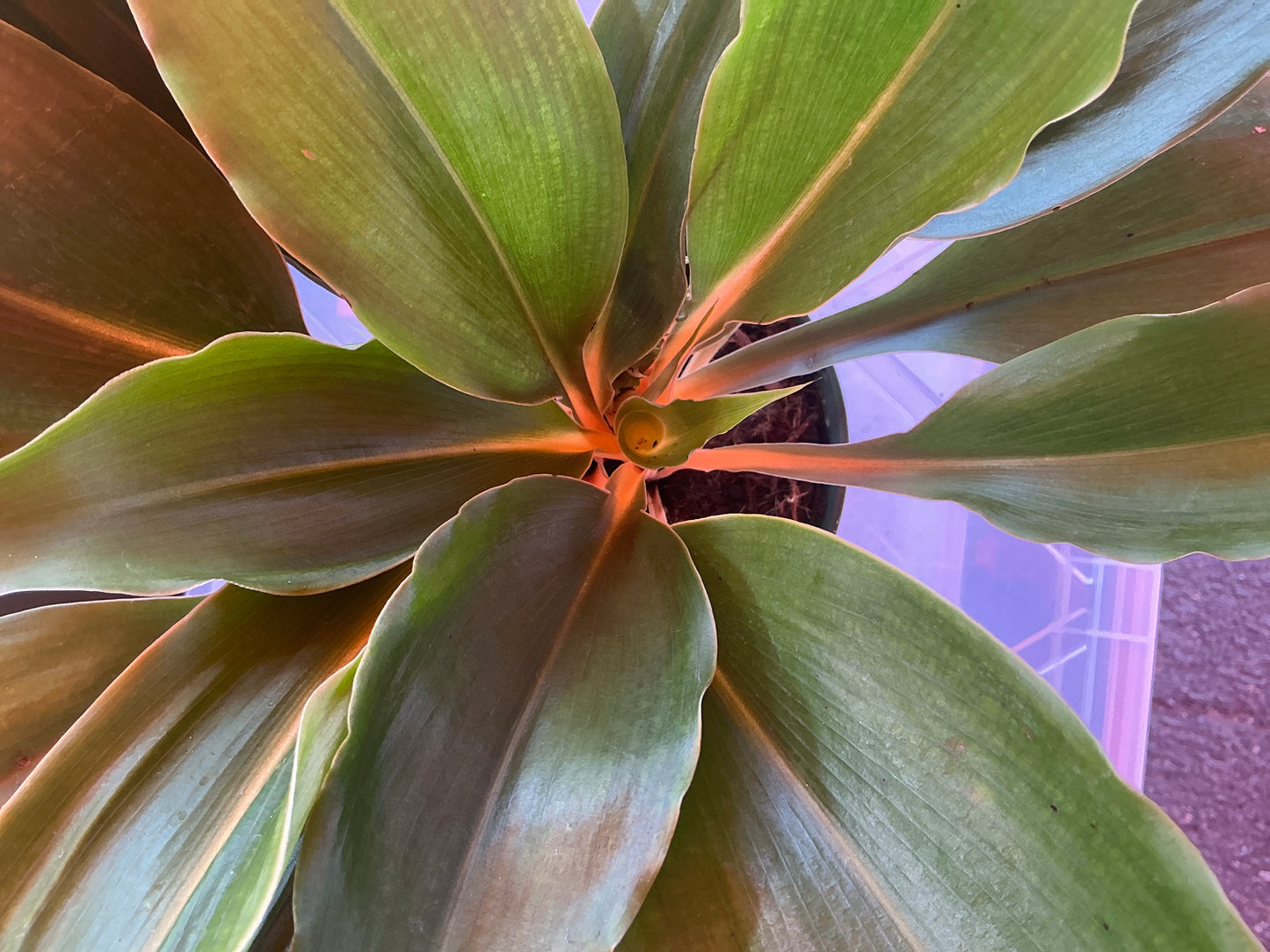 Chlorophytum Amaniense Mandarin Orange