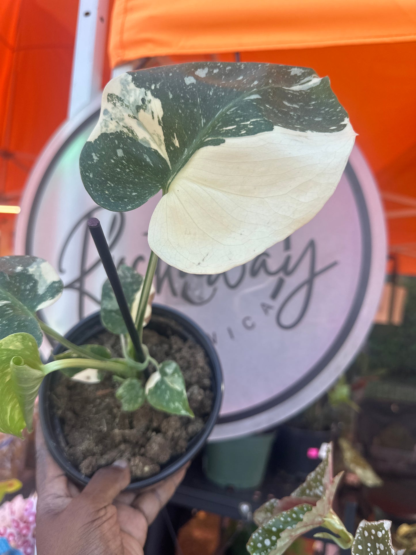 Monstera Thai Constellation