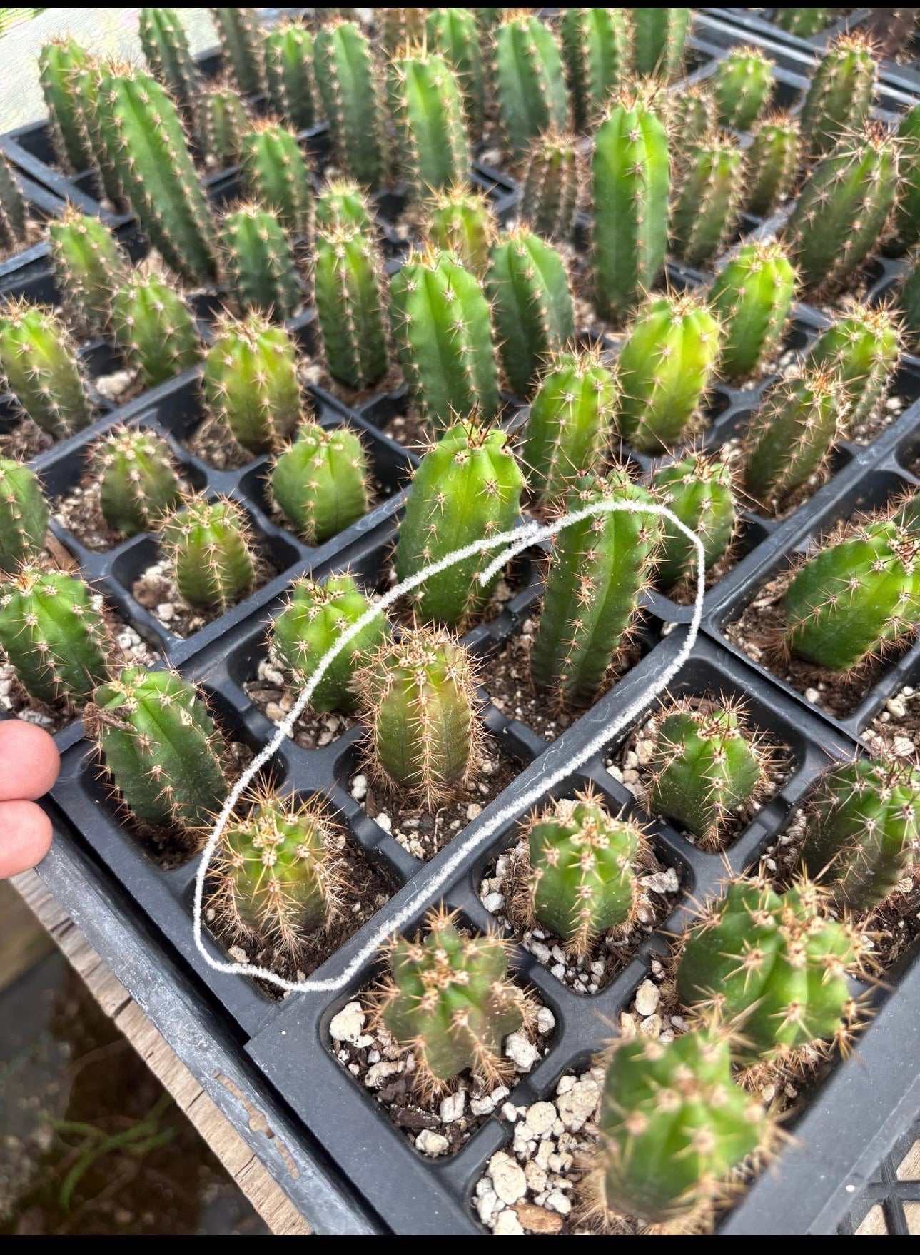 #EC01 EXACT Three Packs of Trichocereus Lost Label Cactus Seedlings 3-4"
