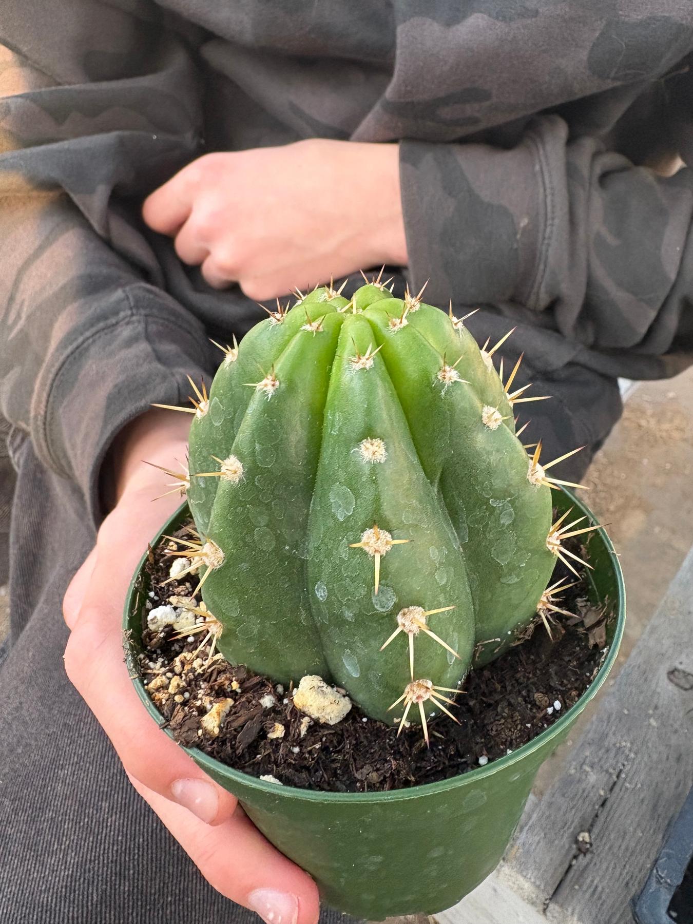 #EC04 Trichocereus Pachanoi Jiimz Long Spine Cactus Potted Options
