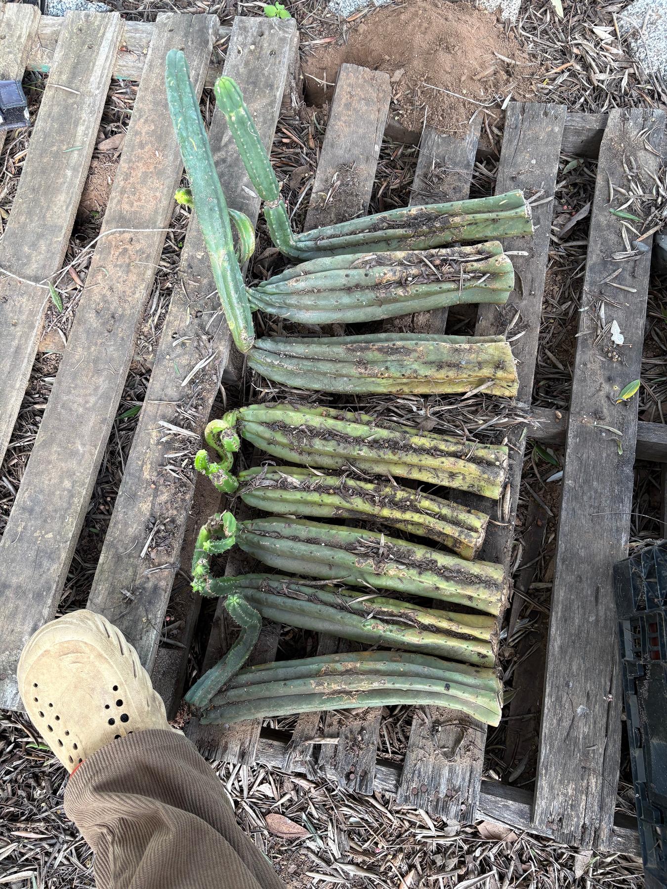 #EC06 Exact Trichocereus Pachanoi Jiimz Juul Cactus CUTTINGS and Potted 6-24"