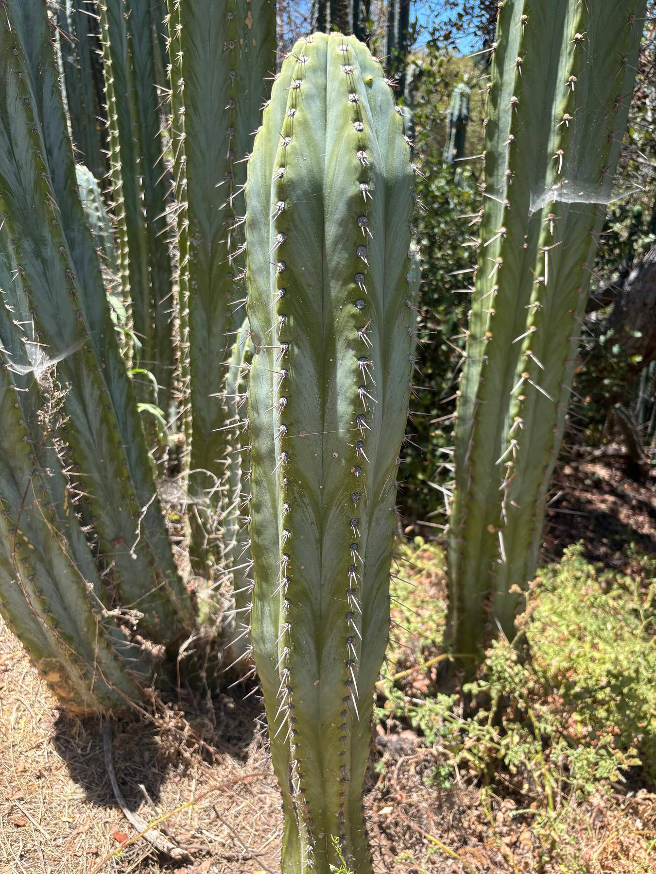 #EC102 EXACT Trichocereus Peruvianus TSS Blue Peru Cuttings (1-5ft)