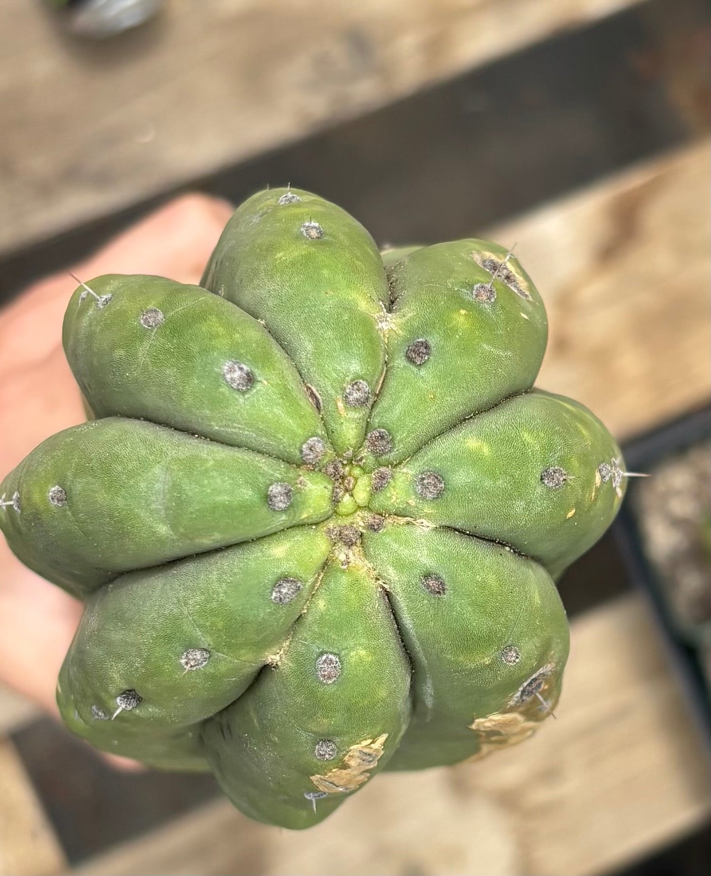 #EC106 EXACT Trichocereus Pachanoi Skip/CG Campground Cactus Cutting