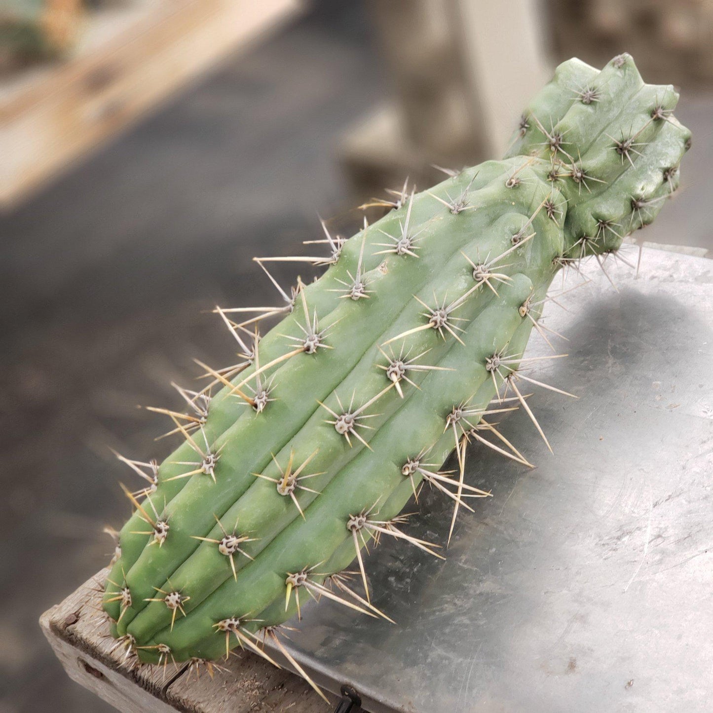 #EC112 EXACT Trichocereus Cuzcoensis Cactus CUTTING 10-12" approx