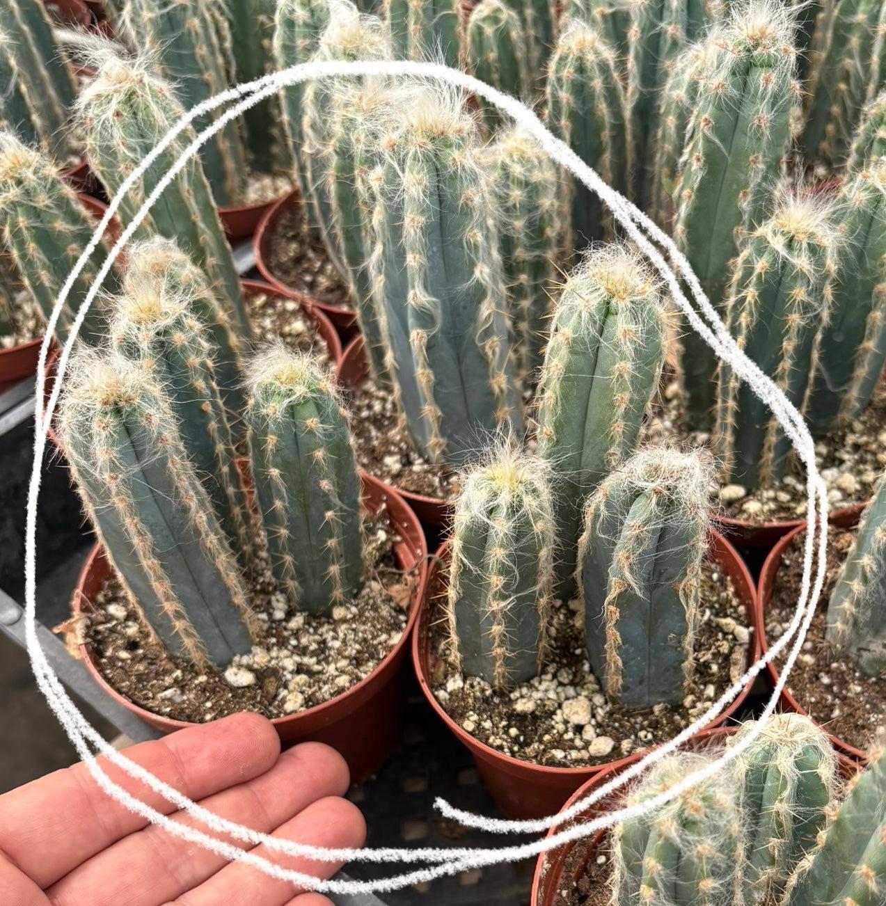 #EC118 Pilocereus Glaucescens Cactus Blue Candles Potted in 4" container