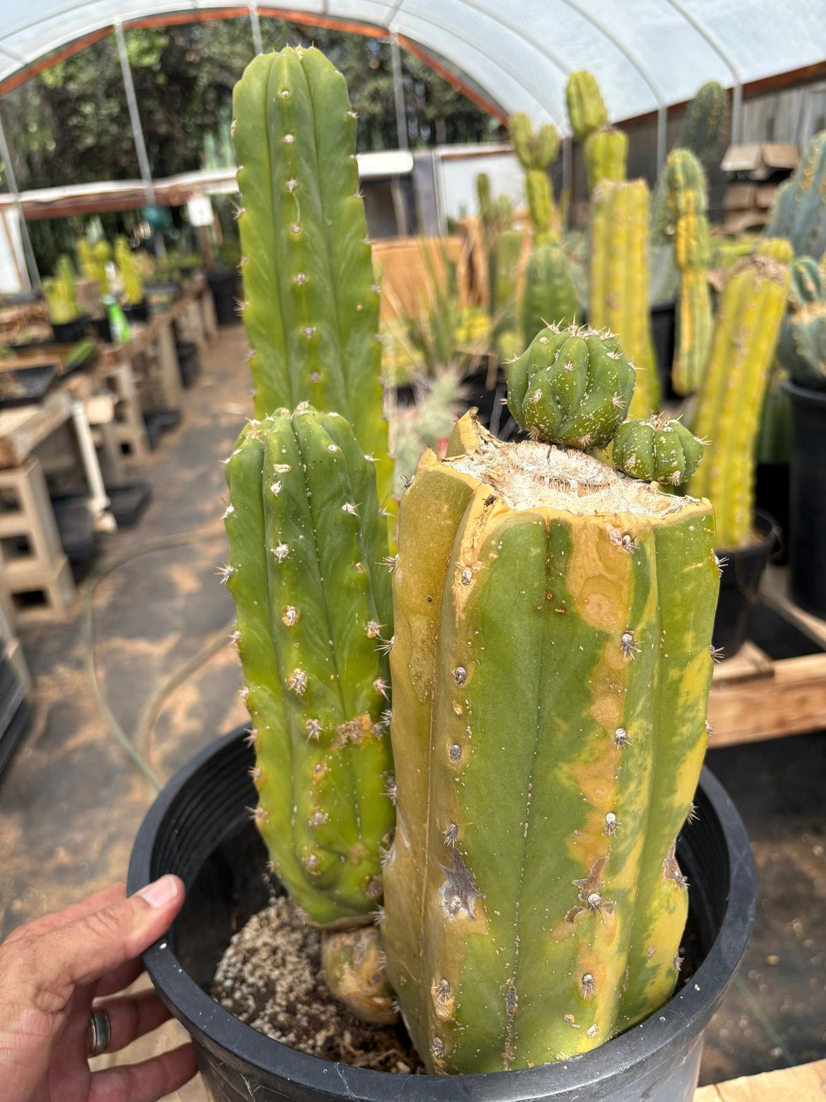 #EC120 EXACT Trichocereus Pachanoi PC Variegated Cactus potted TLC scale