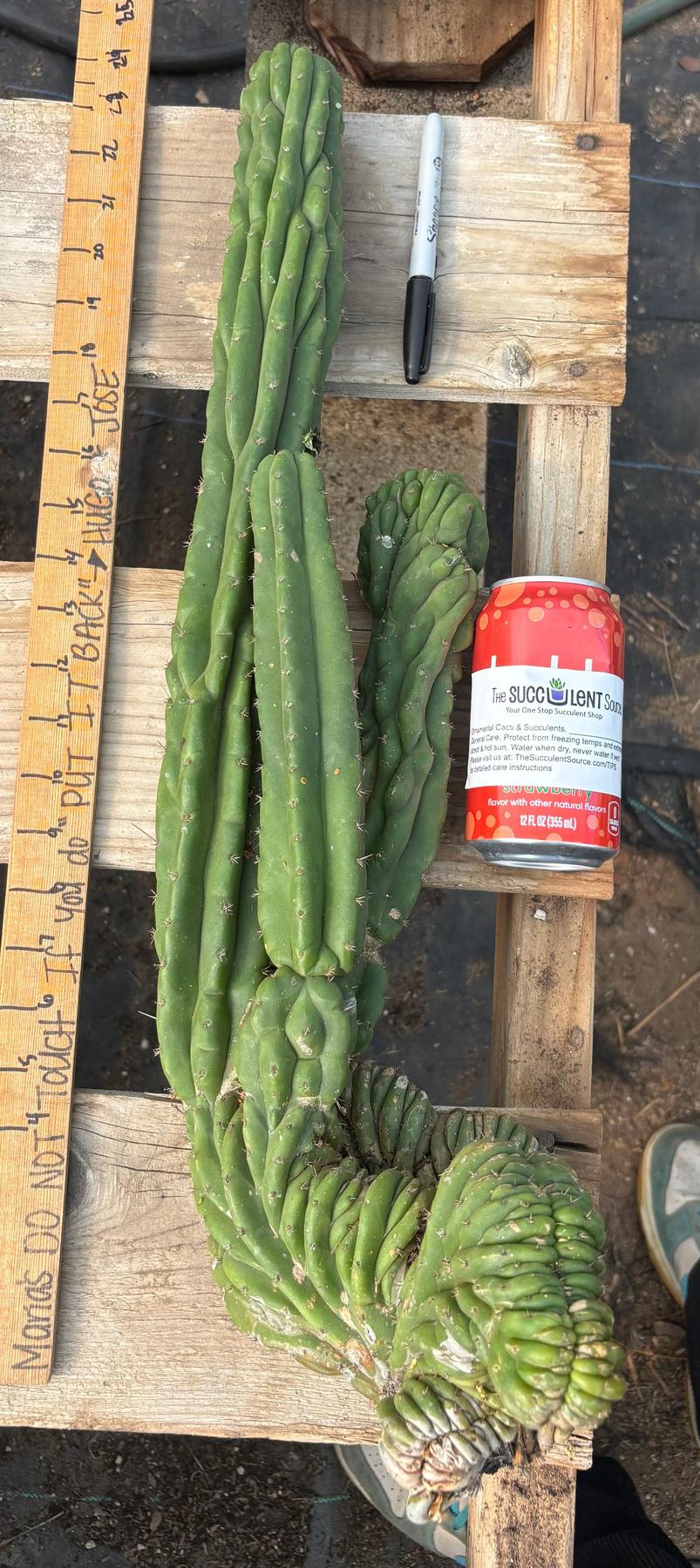 #EC126 EXACT Trichocereus GIANT Pachanoi Crested Cactus Cutting 23”
