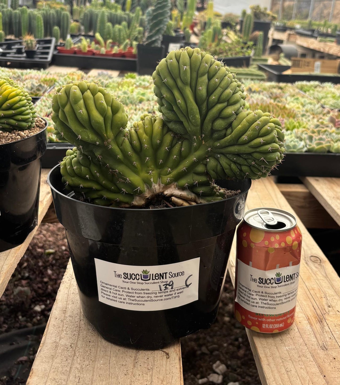 #EC139 EXACT Trichocereus Pachanoi San Pedro Crested Cactus in 8"