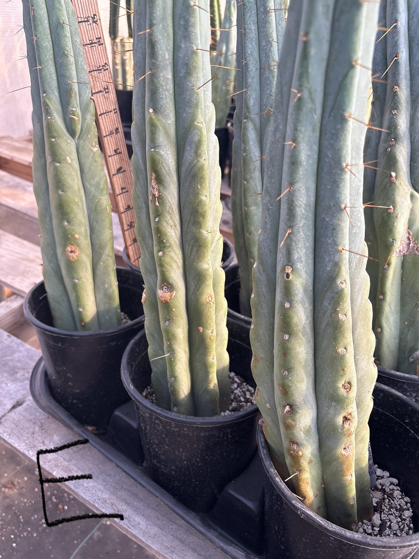#EC14 Exact Trichocereus Bridgesii "Jiimz Twin Spine" Potted Cactus A-E