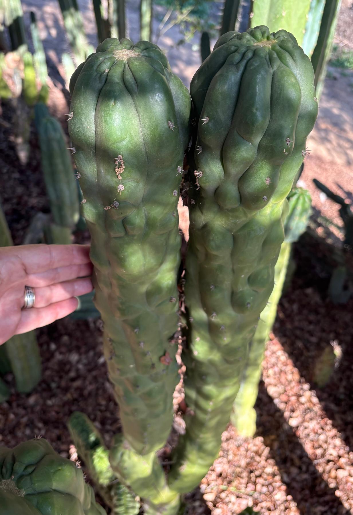 #EC144 Trichocereus Pachanoi Monstrose TPM Cactus Cuttings