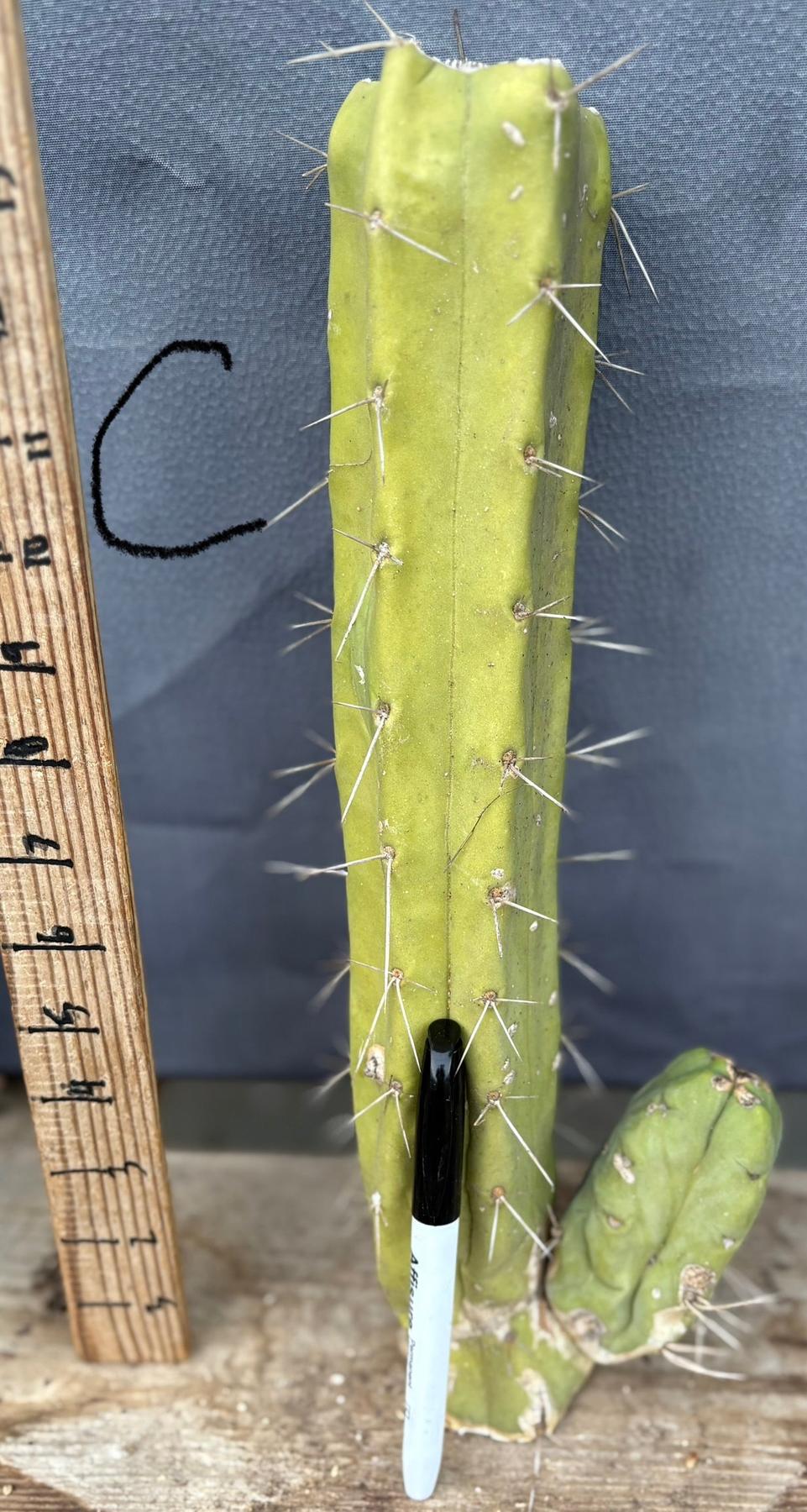 #EC153 EXACT Trichocereus Bridgesii Jiimz Twin Spine Cactus Cuttings