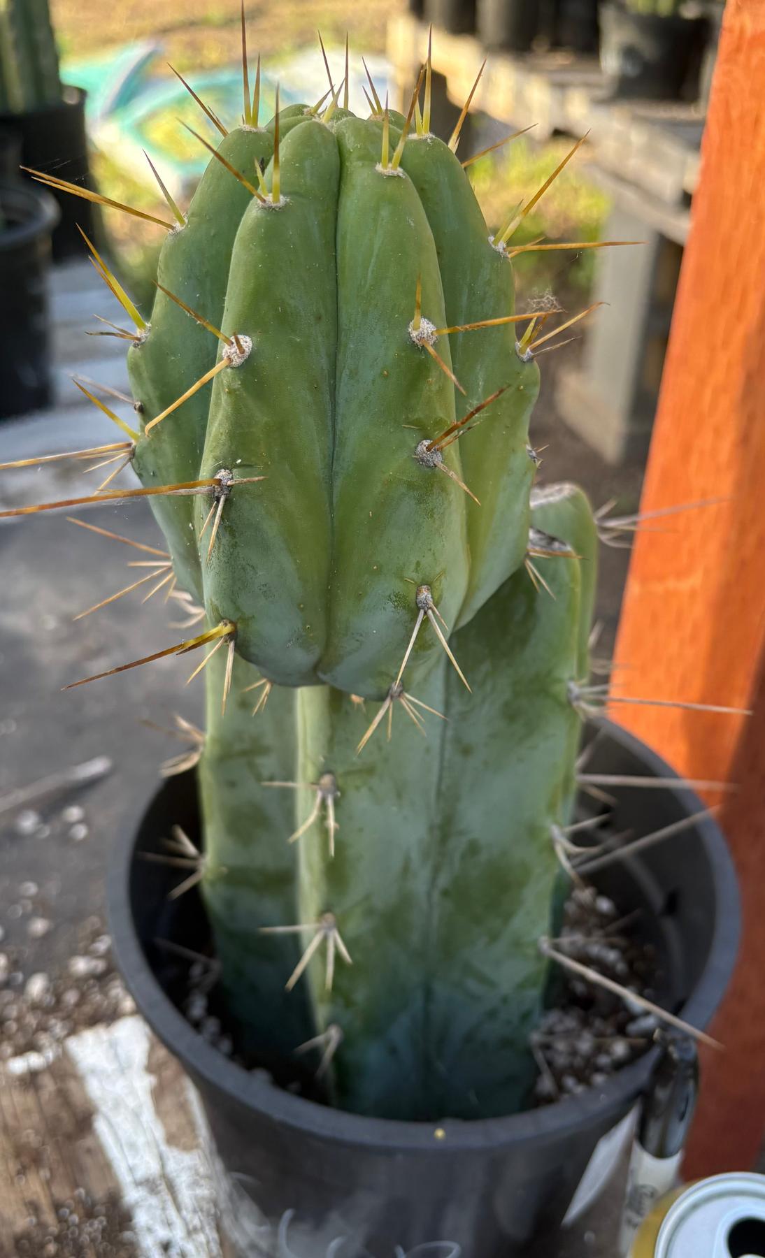 #EC164 EXACT Trichocereus SLOP Cactus 12”