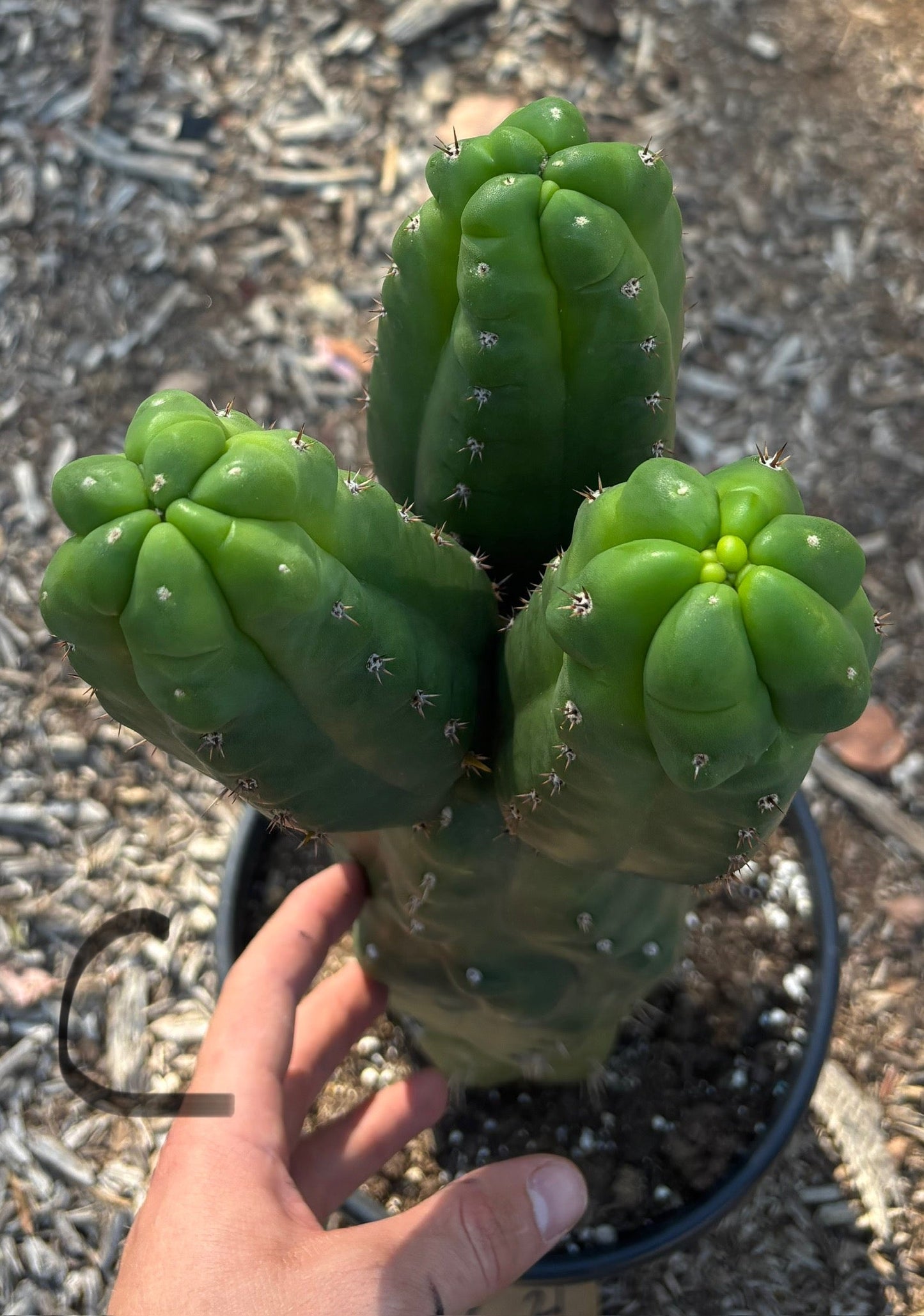 #EC165 EXACT BIGGG Trichocereus Pachanoi Monstrose TPM Potted Cactus
