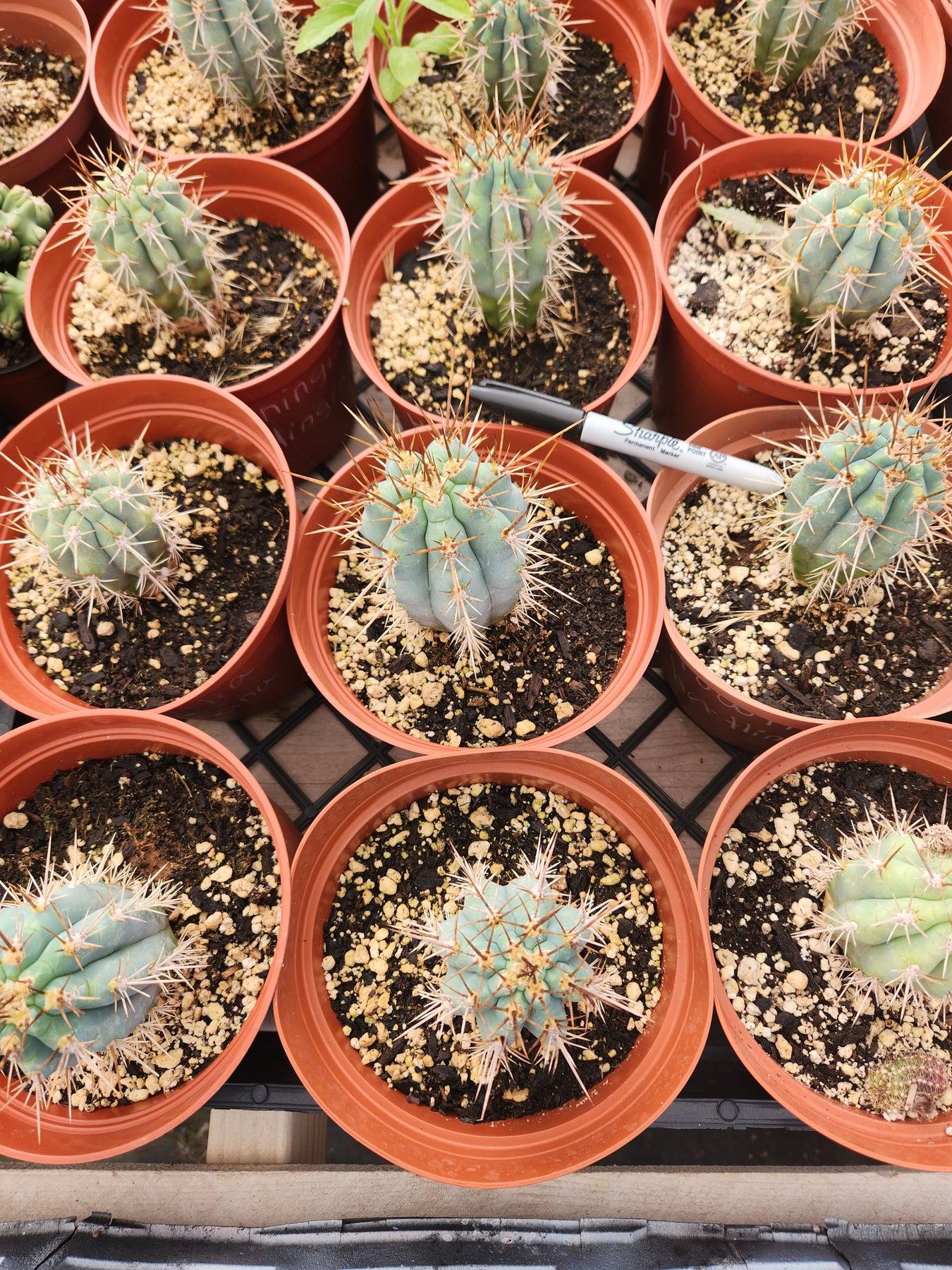 #EC183 EXACT Browningia Hertlingiana Ornamental Cactus