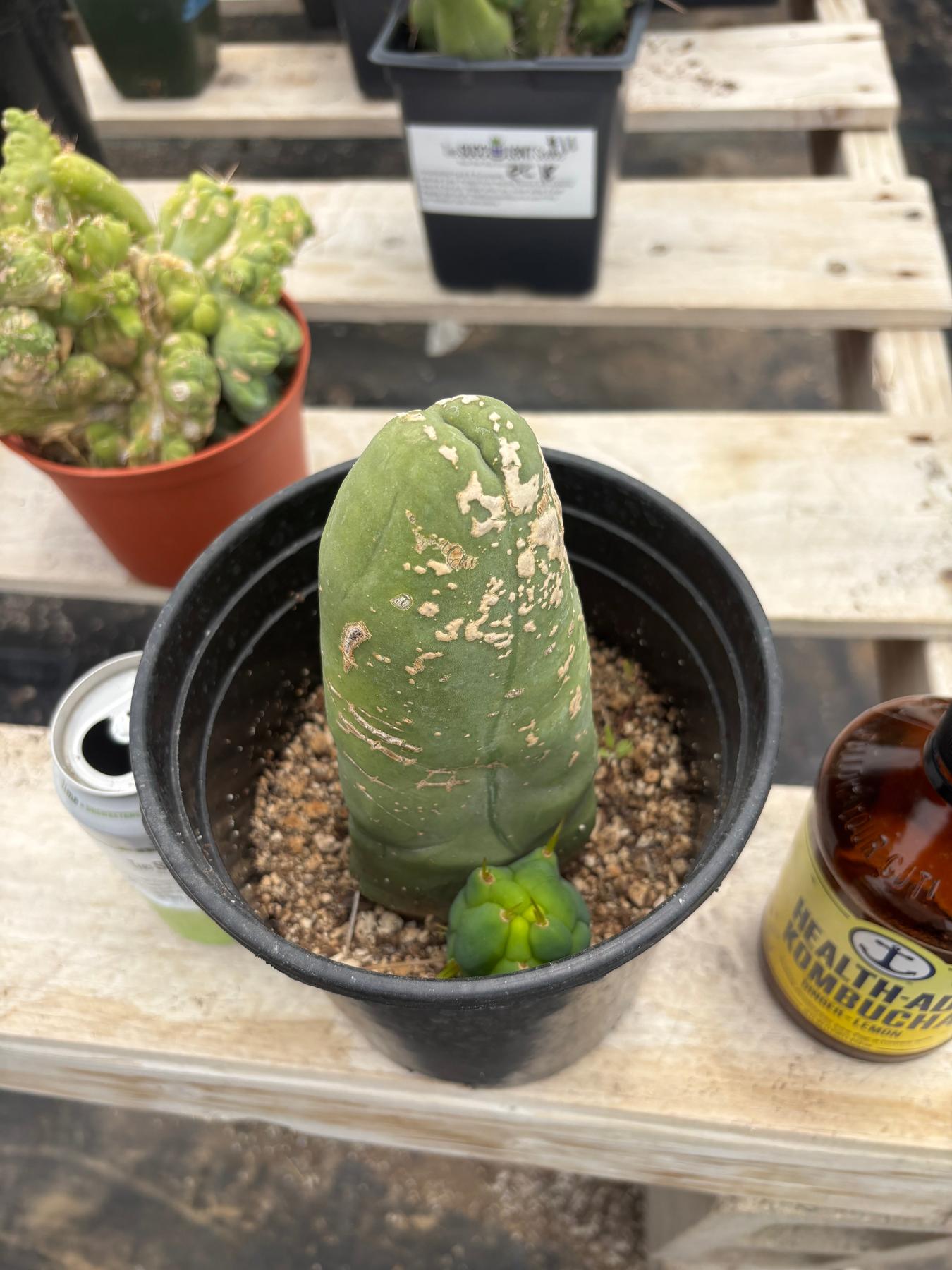 #EC21 EXACT Trichocereus Bridgesii Monstrose TBM Long Form penis Cactus 6”