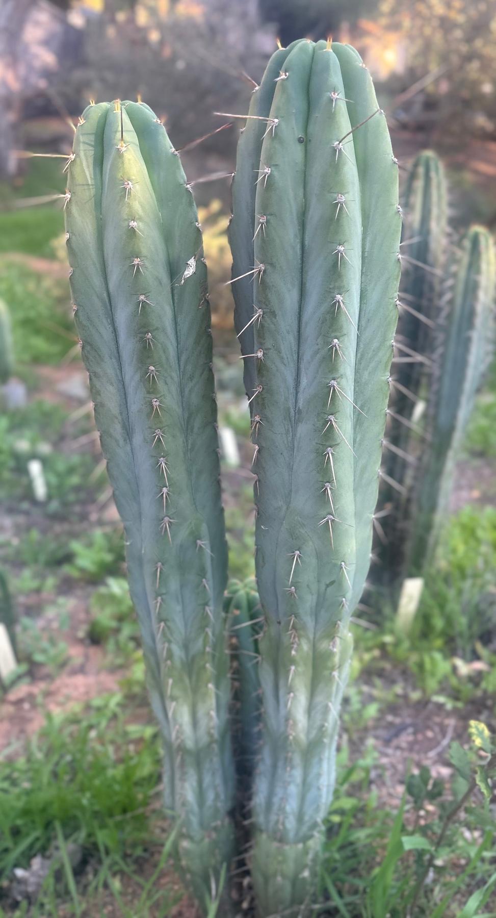 #EC211 EXACT Trichocereus Pachanoi Yowie X Monassa Blue Cactus 10” Cutting